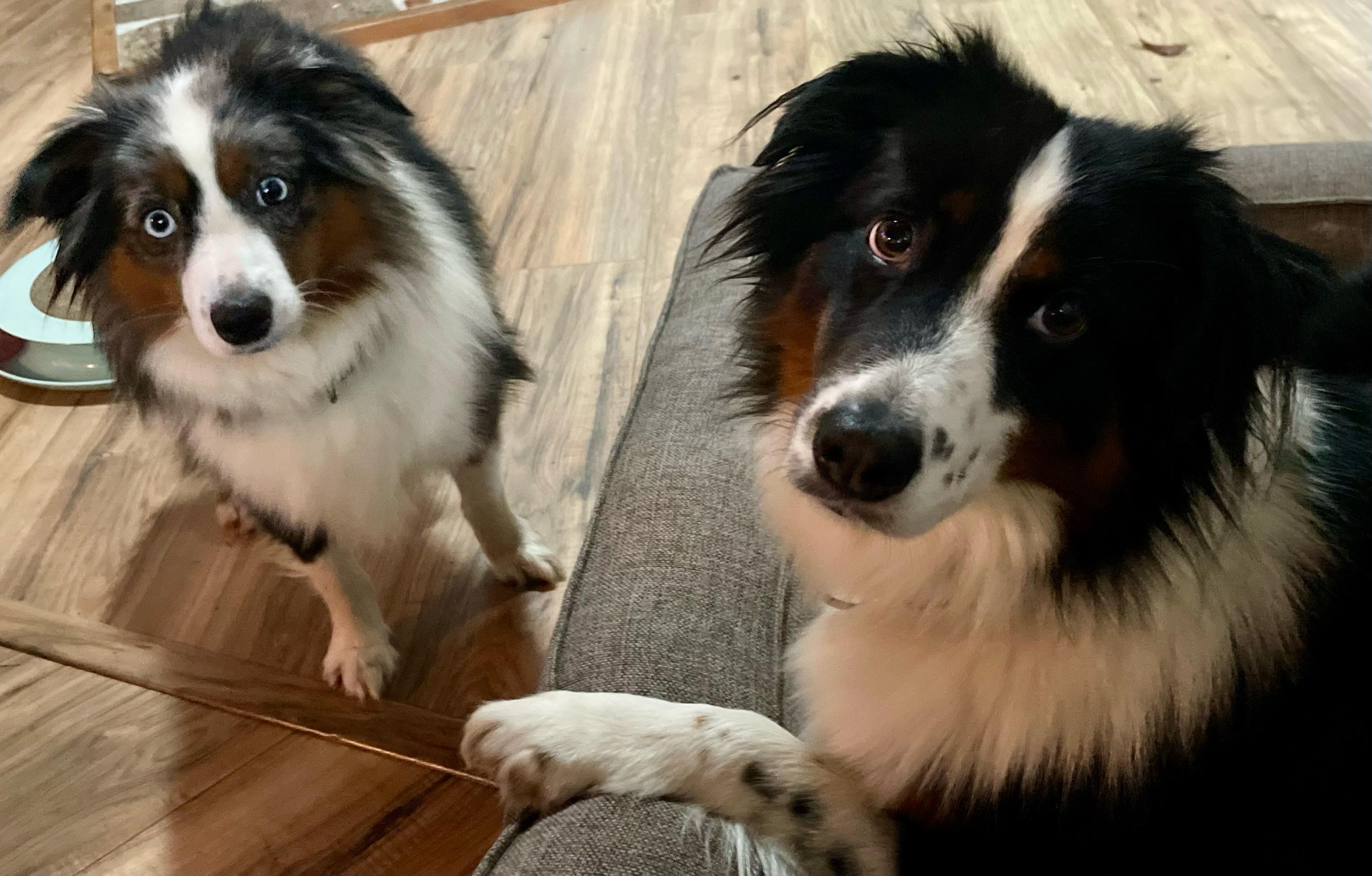 Magnanimous Aussie Duo, Adoptable, Young Male Australian Shepherd.