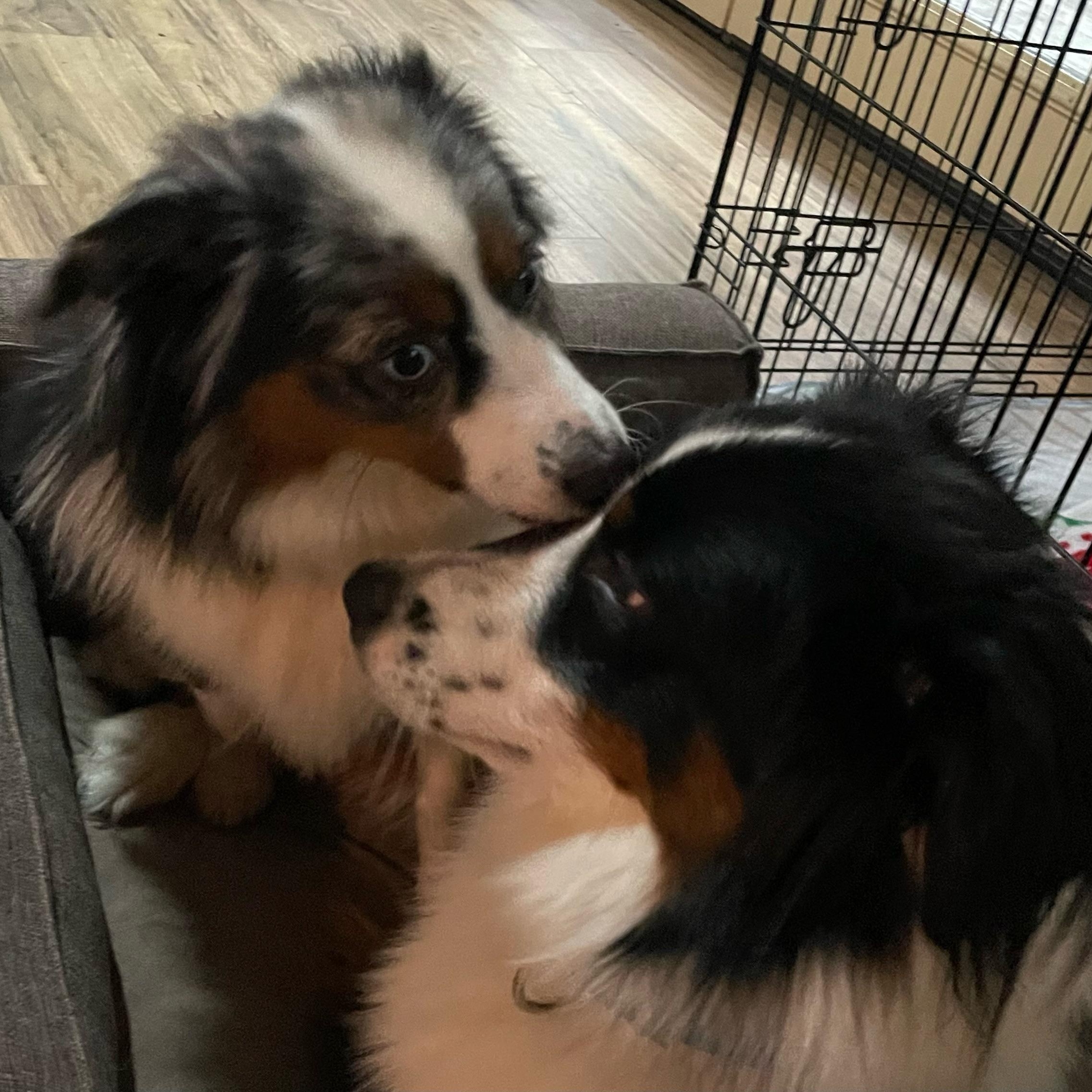 Magnanimous Aussie Duo, an adopted Australian Shepherd in La Center, WA image 5/5