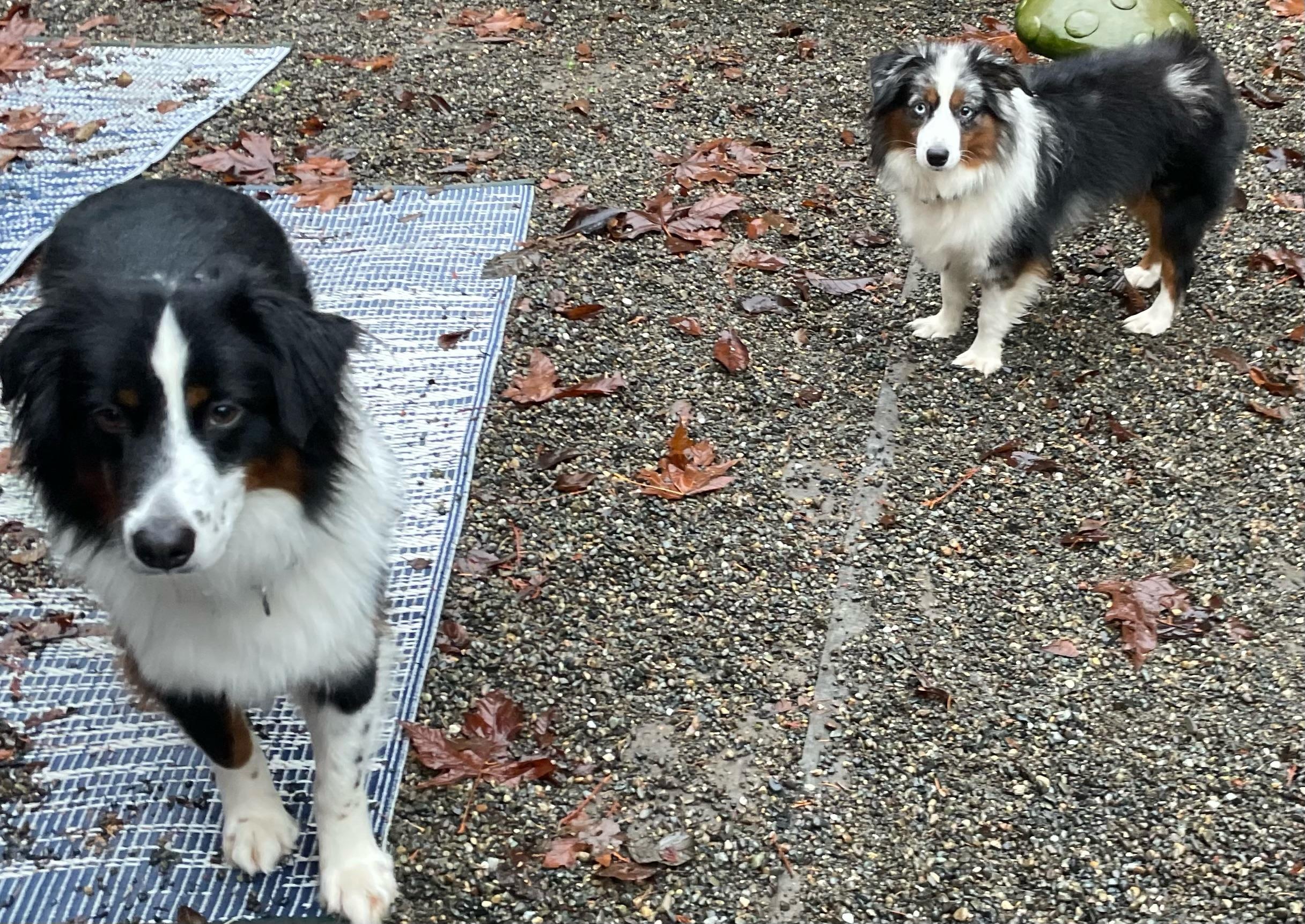 Magnanimous Aussie Duo, an adopted Australian Shepherd in La Center, WA image 2/5