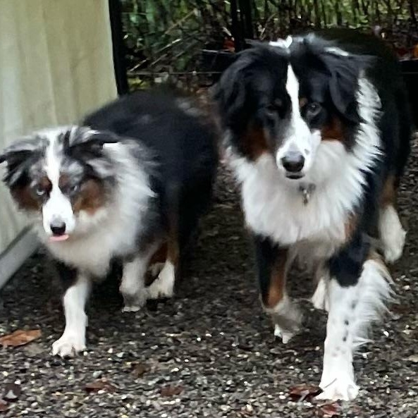 Magnanimous Aussie Duo, an adopted Australian Shepherd in La Center, WA image 3/5
