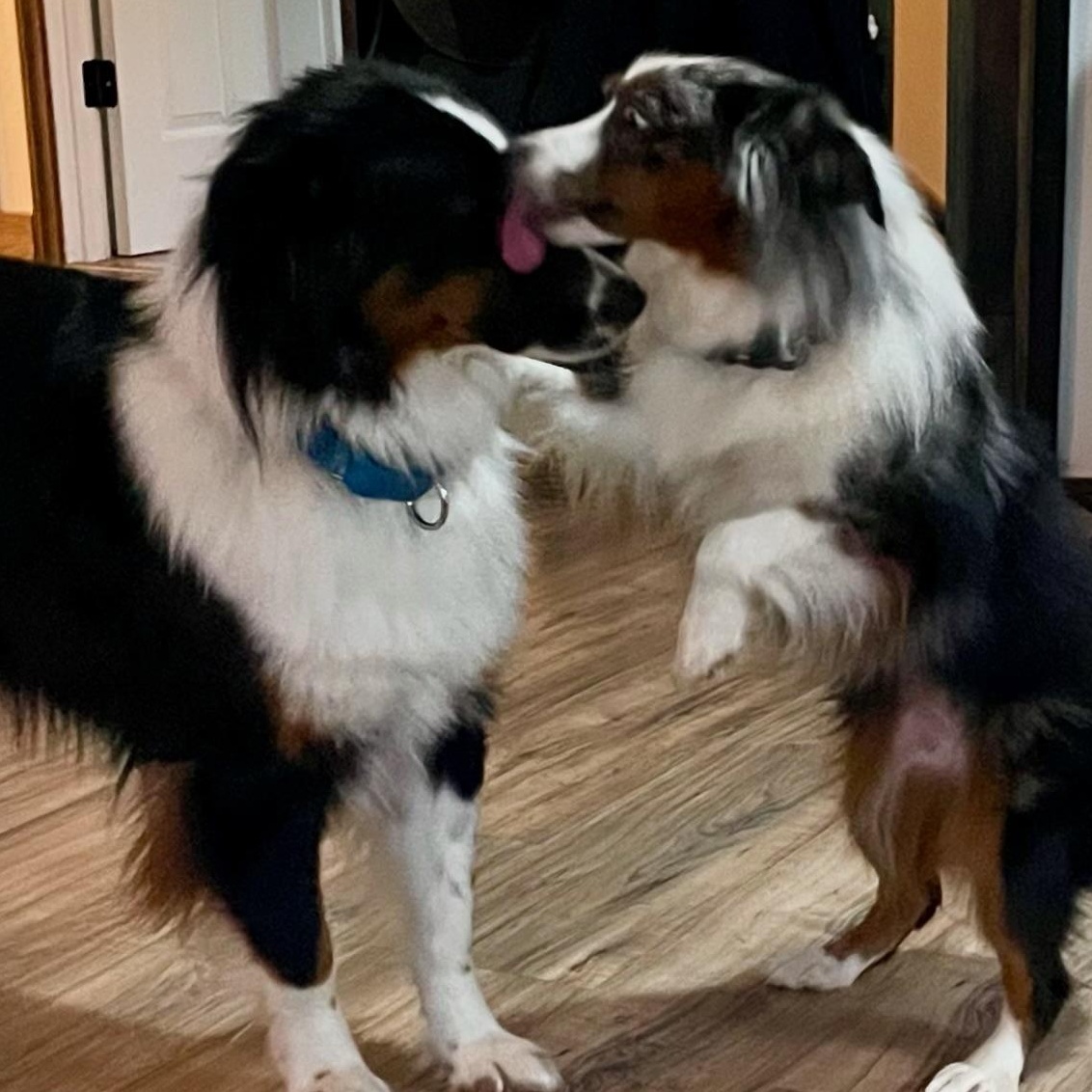Magnanimous Aussie Duo, an adopted Australian Shepherd in La Center, WA image 4/5