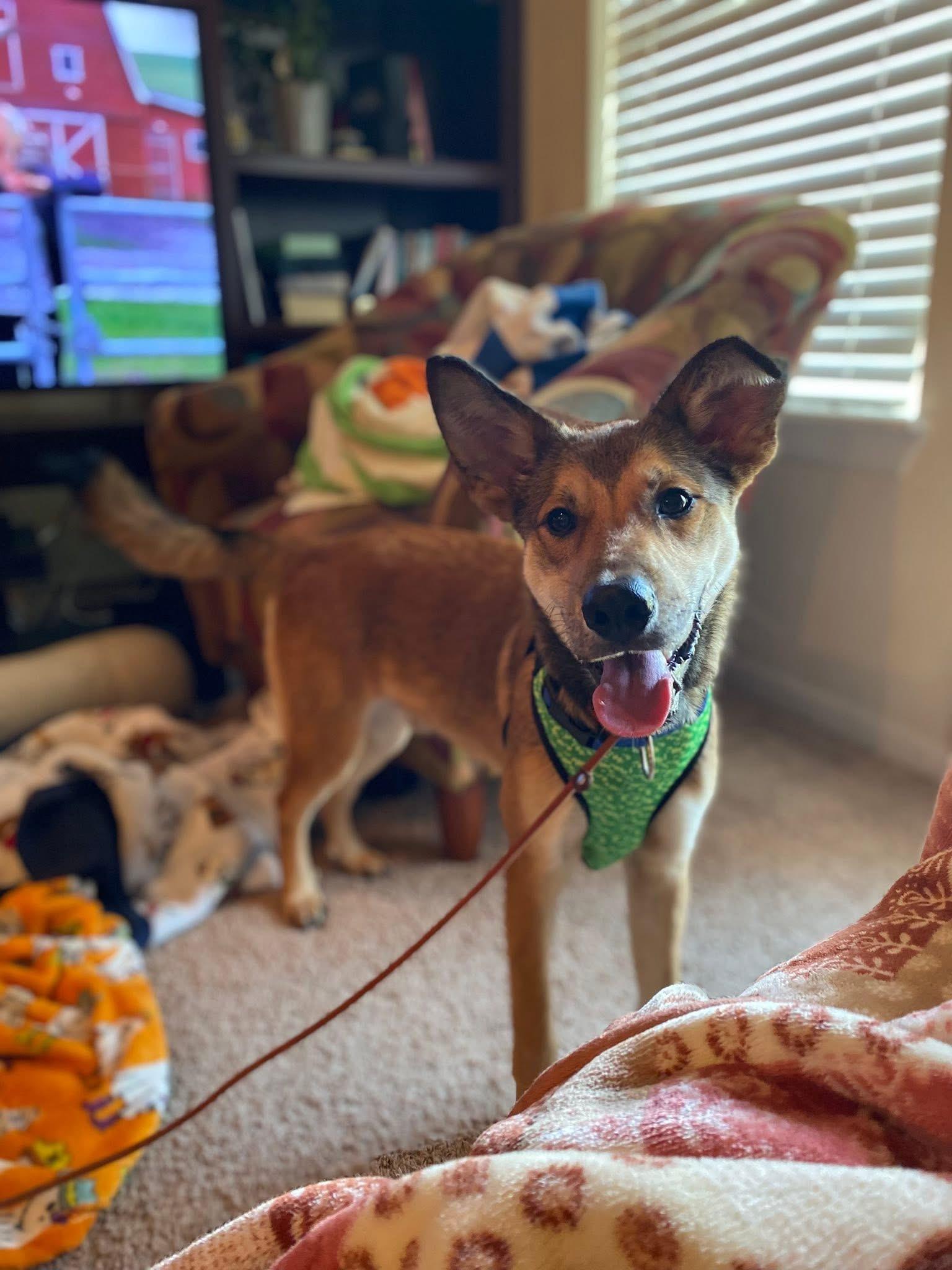 Tacoma, ADOPTABLE, Young Male German Shepherd Dog.