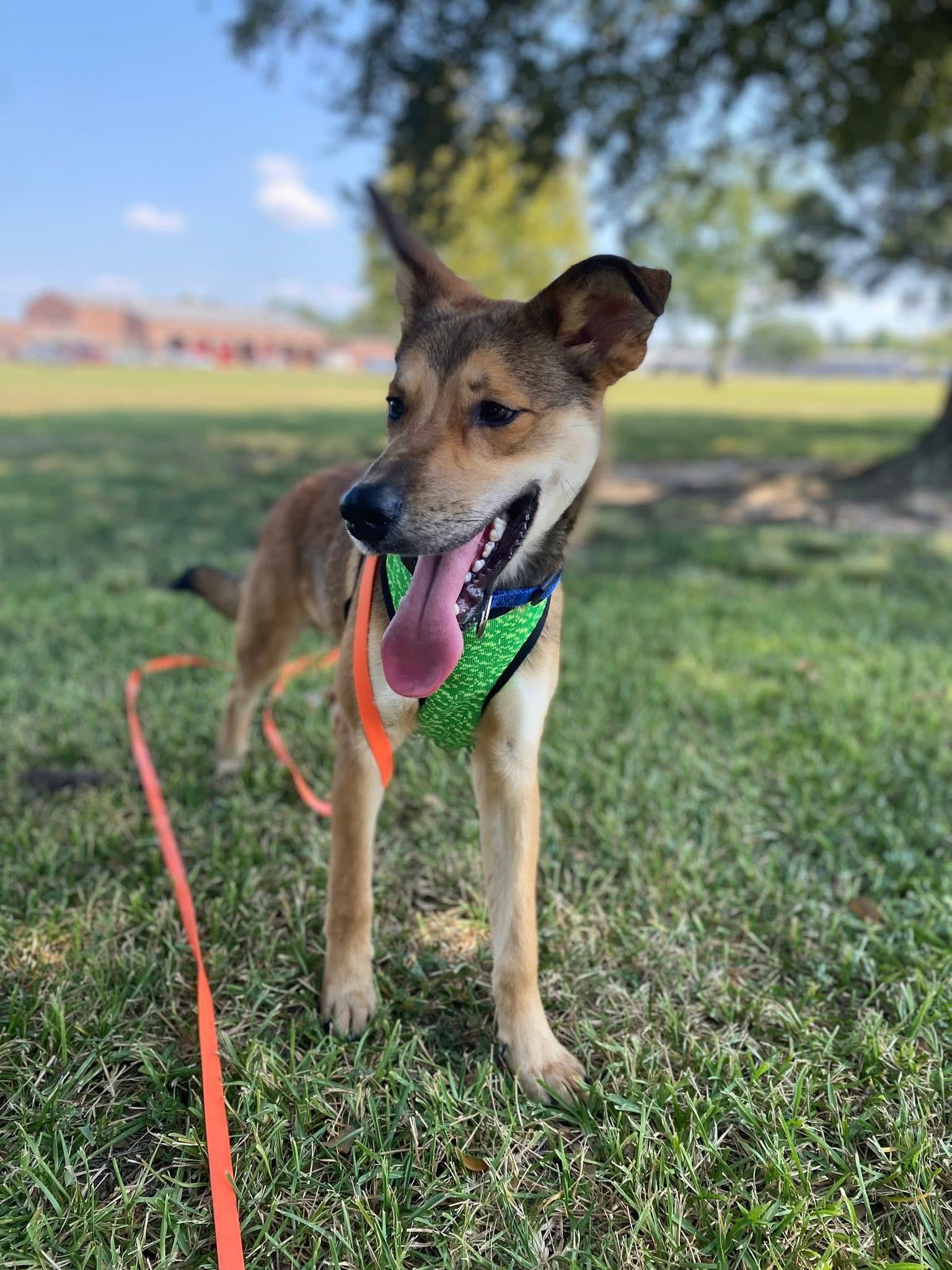 Enlarge Tacoma, a ADOPTABLE mixed breed in Bronson, TX image 2/4