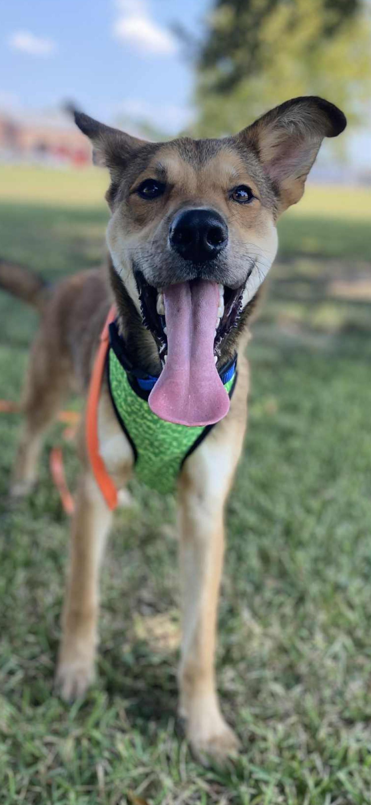 Enlarge Tacoma, a ADOPTABLE mixed breed in Bronson, TX image 3/4