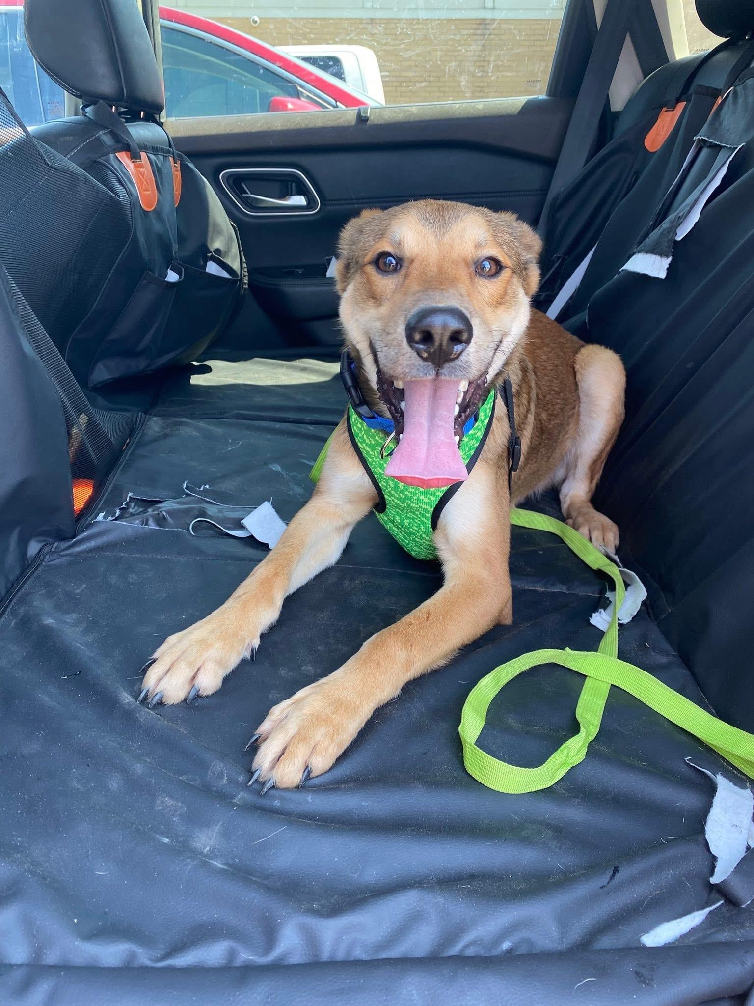 Enlarge Tacoma, a ADOPTABLE mixed breed in Bronson, TX image 4/4