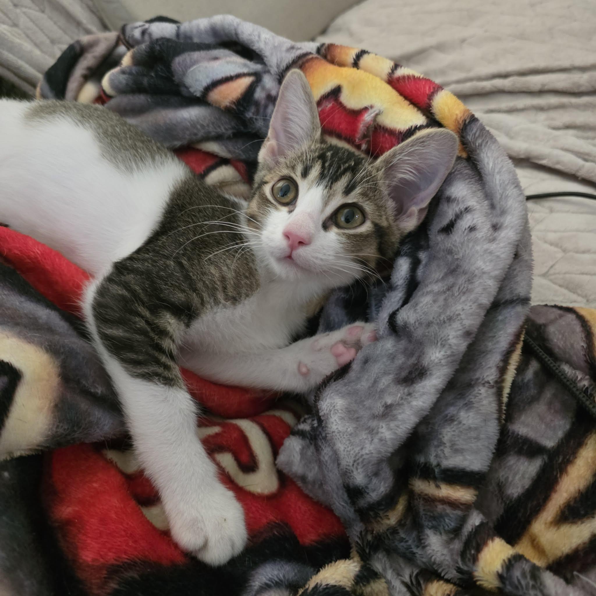 Enlarge JoJo, a Adoptable mixed breed in Litchfield Park, AZ image 1/4