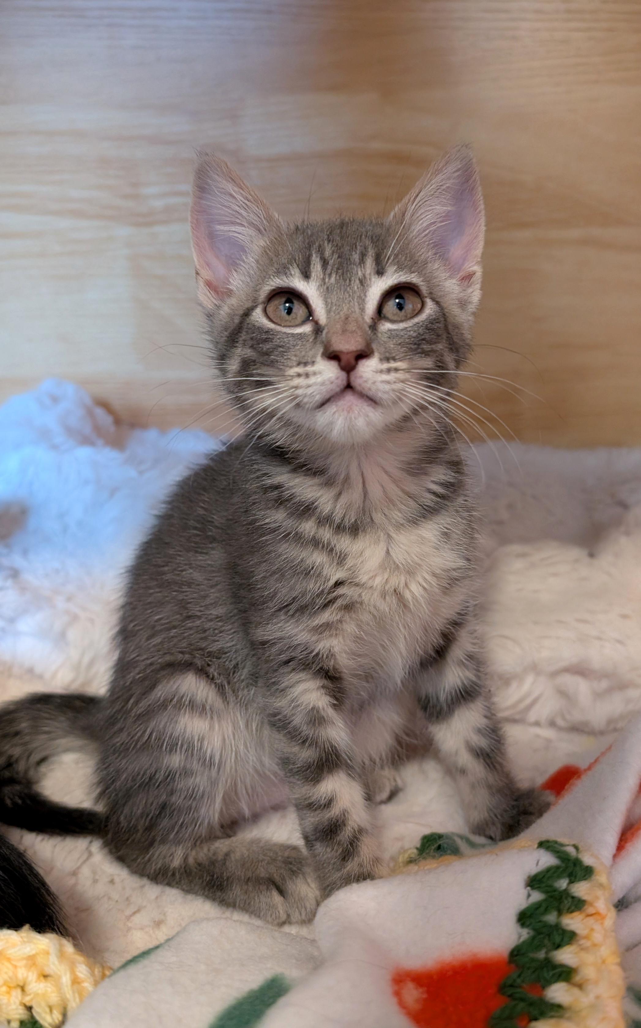 Nessarose, adopted, Kitten Female Domestic Short Hair.