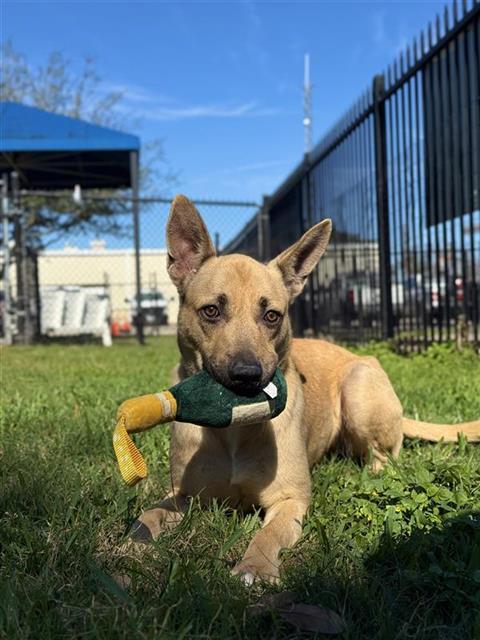 Enlarge WINIFRED, a Adoptable German Shepherd Dog in Sugar Land, TX image 1/1