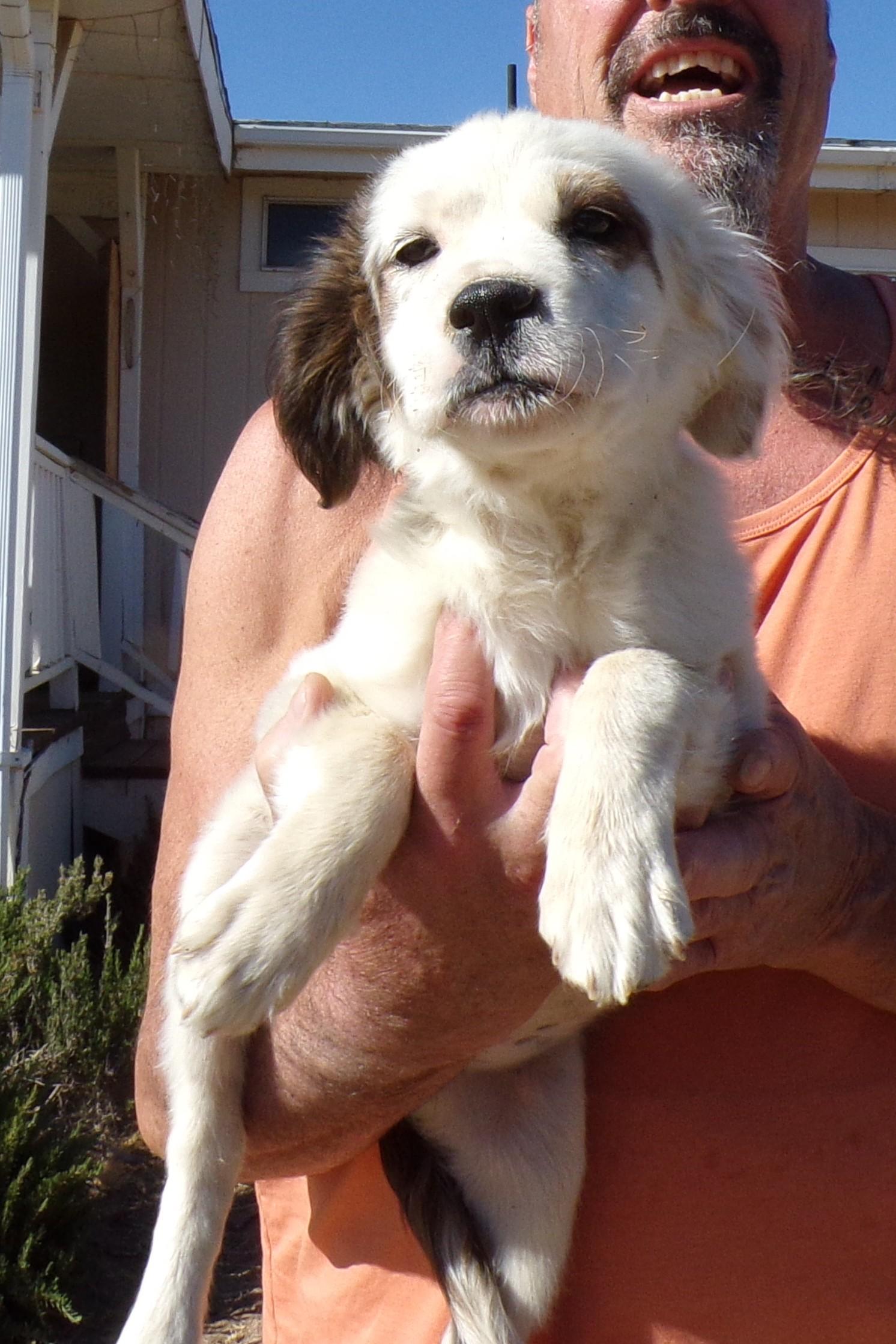 CANDY, a ADOPTABLE mixed breed in Corona, CA image 2/3