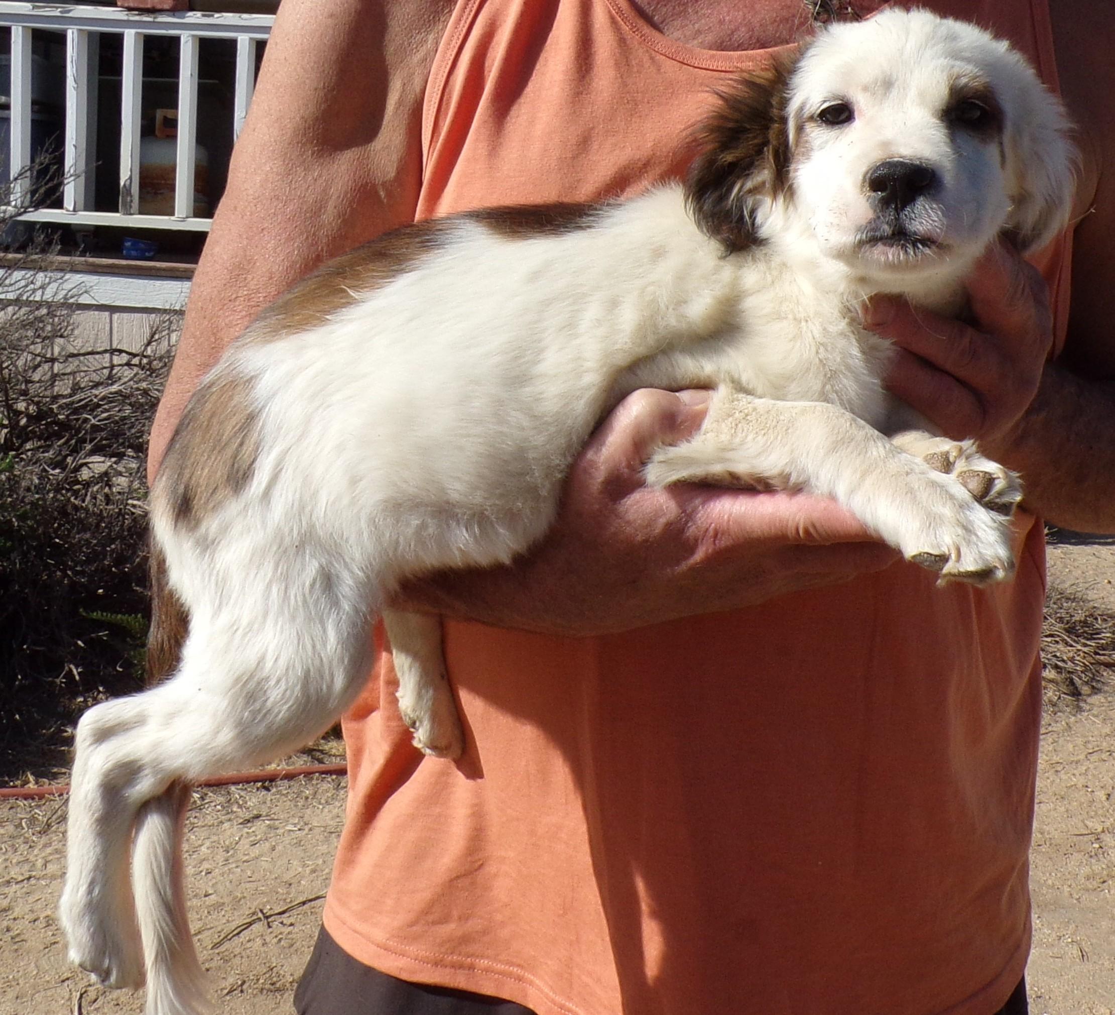 CANDY, a ADOPTABLE mixed breed in Corona, CA image 3/3