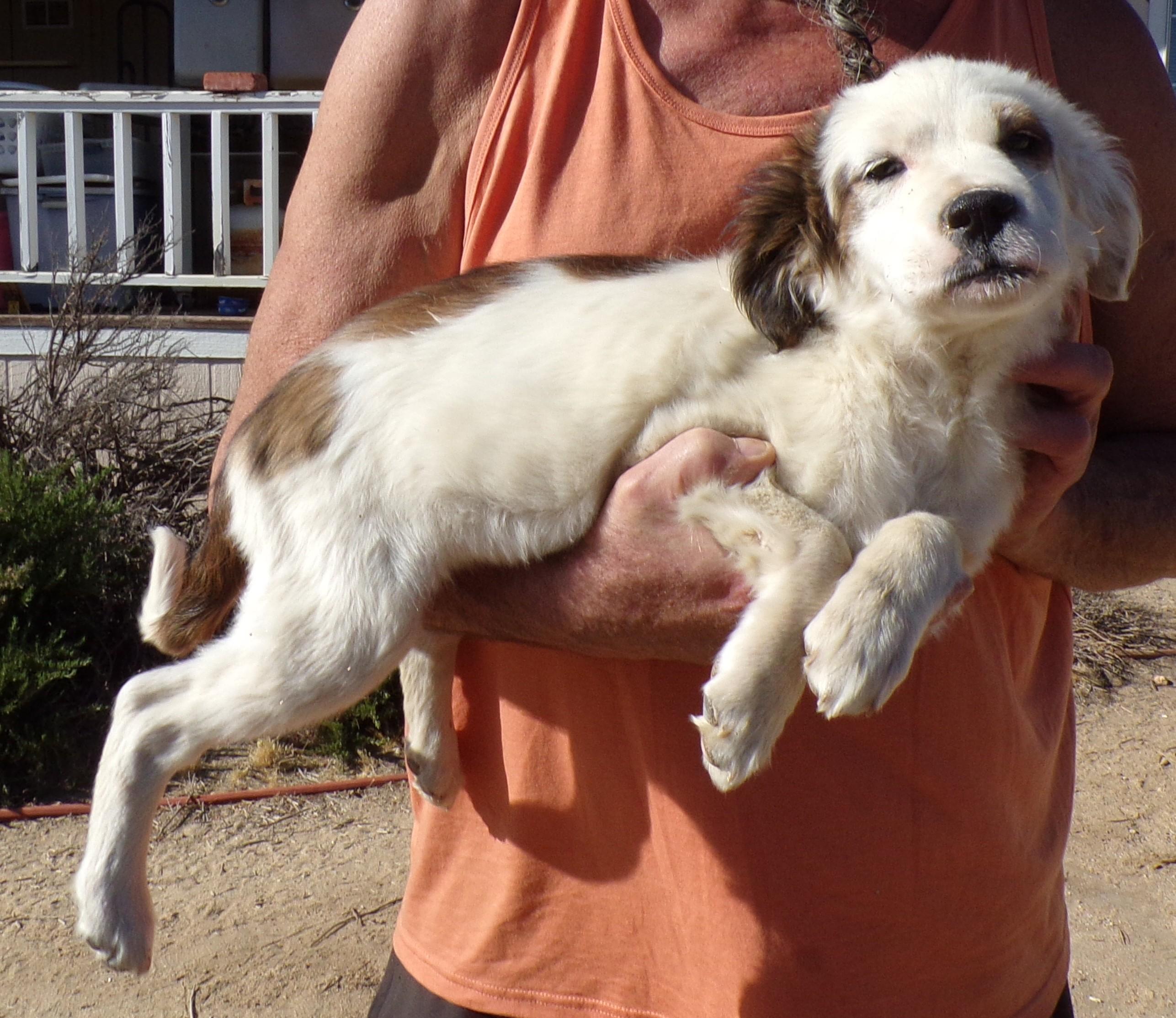 CANDY, ADOPTABLE, Puppy Female Brittany Spaniel & English Setter.