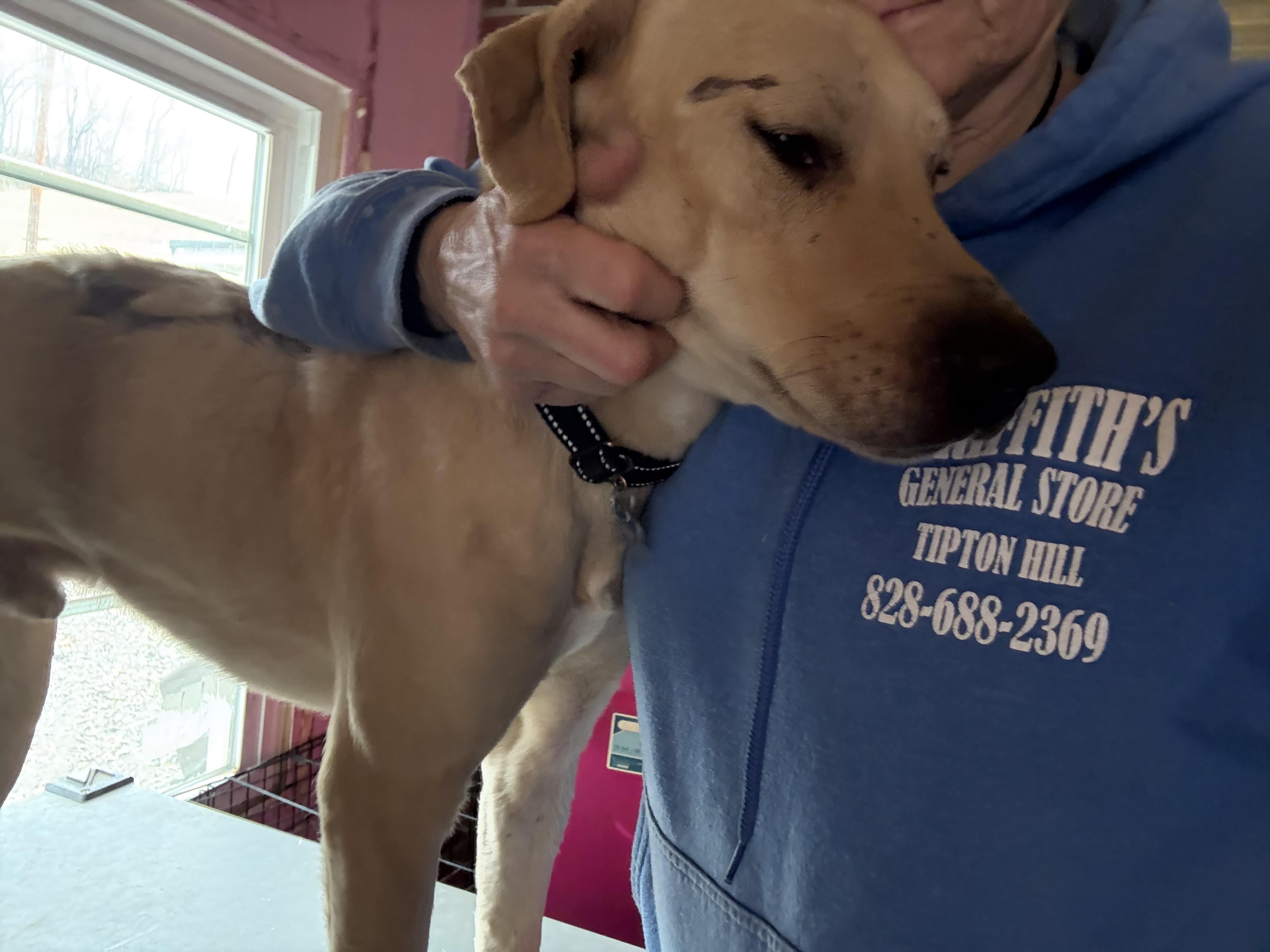 Enlarge Bubby, a ADOPTABLE mixed breed in Bakersville, NC image 5/5