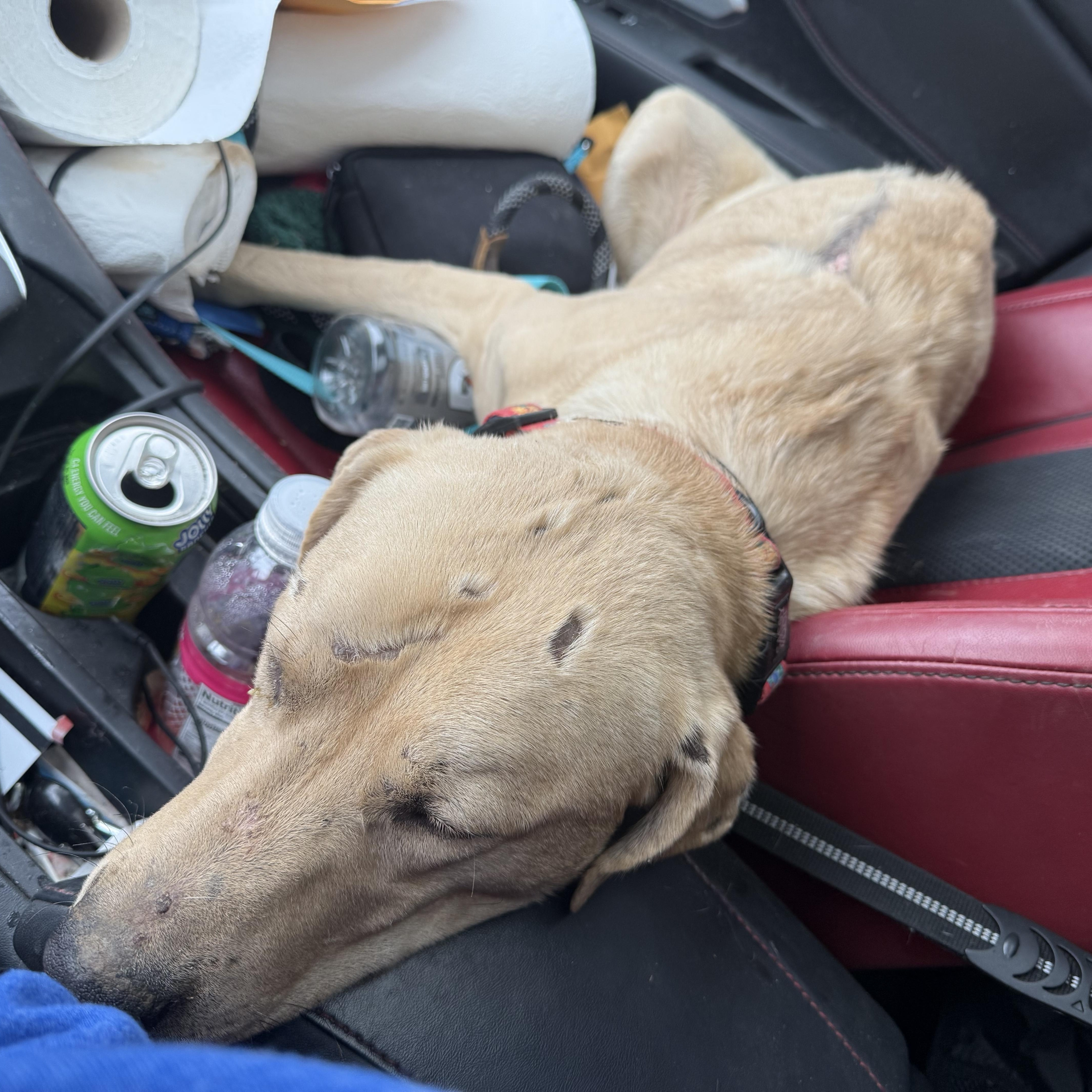 Enlarge Bubby, a ADOPTABLE mixed breed in Bakersville, NC image 3/5