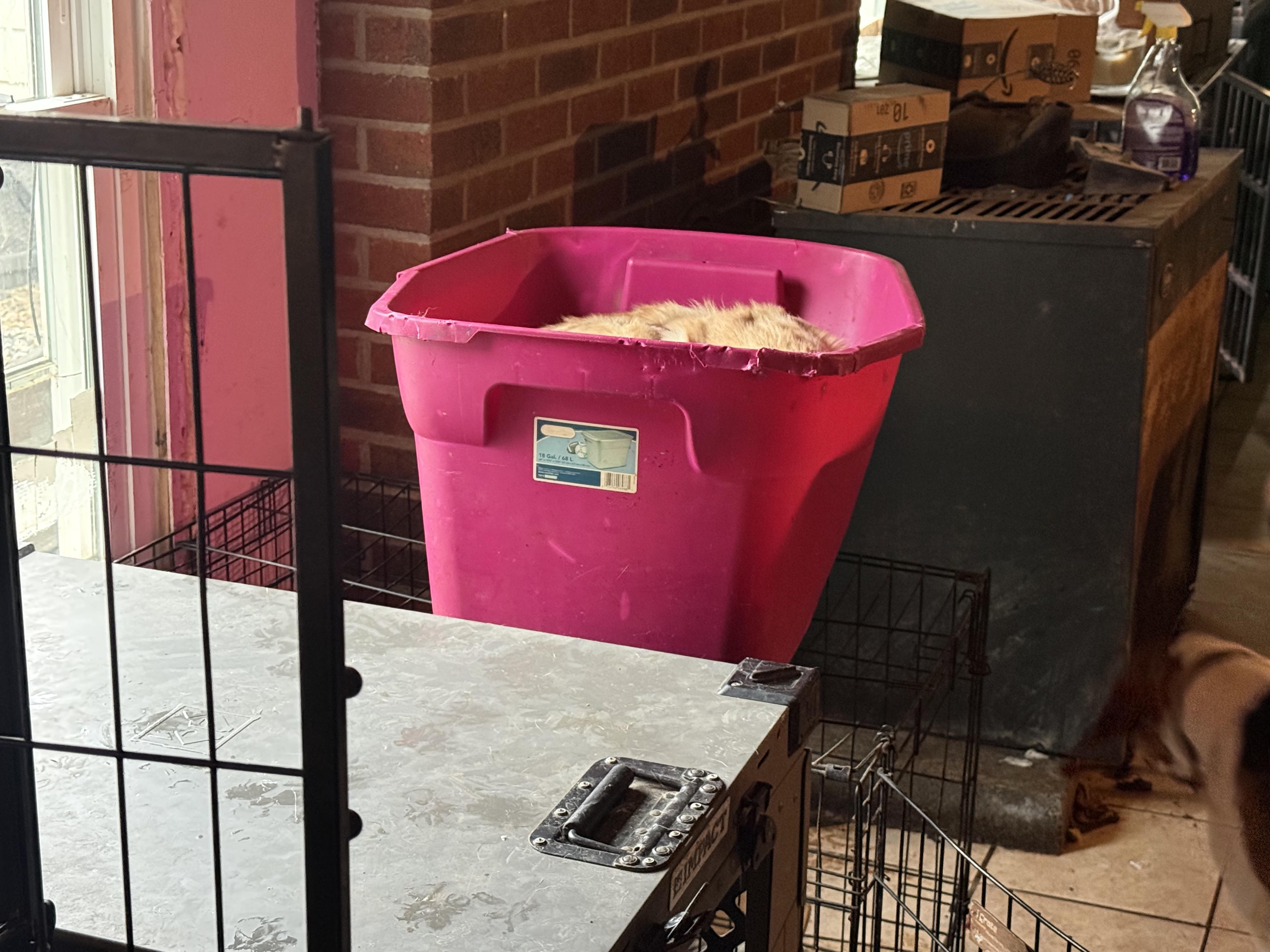 Enlarge Bubby, a ADOPTABLE mixed breed in Bakersville, NC image 4/5