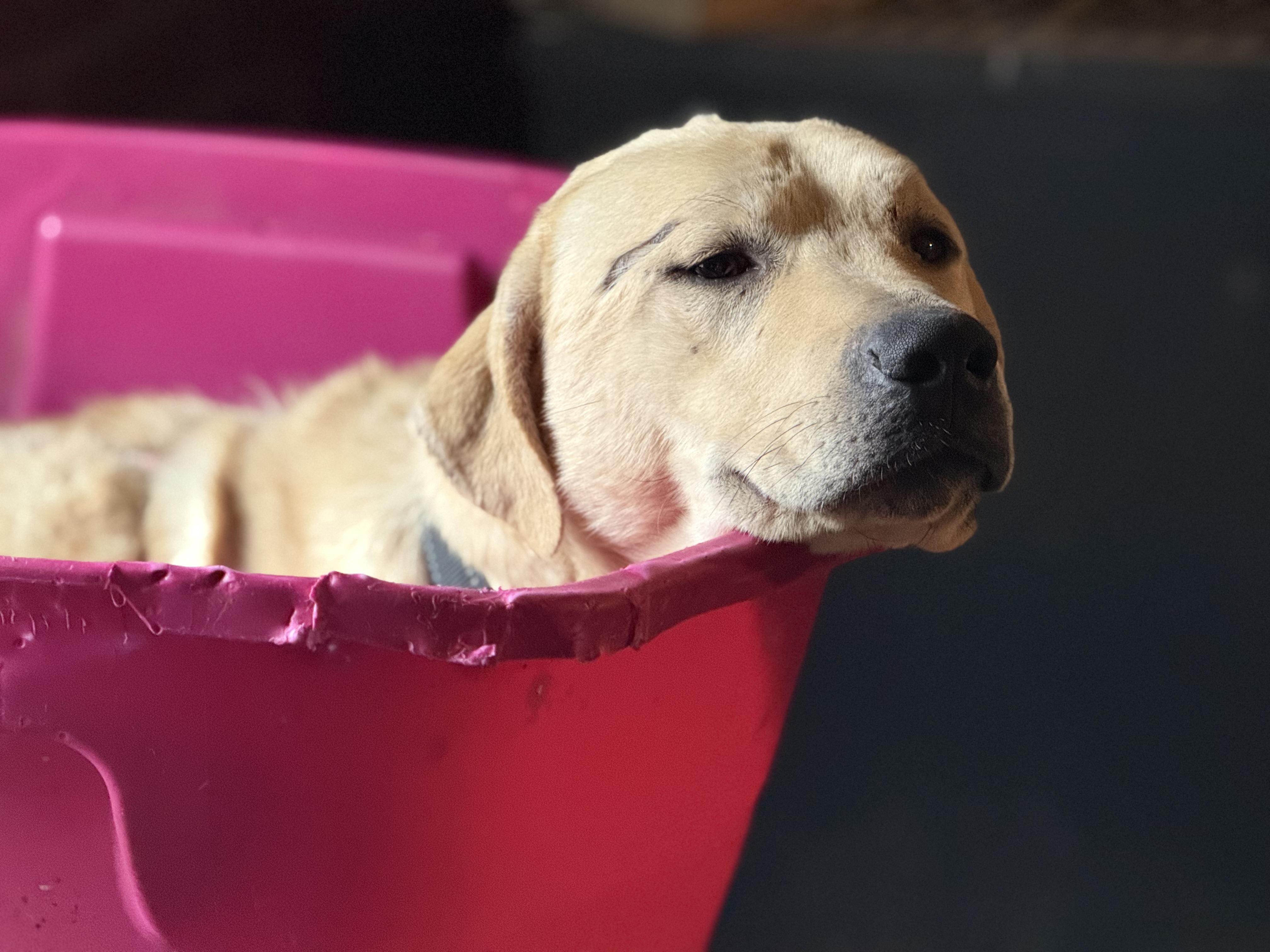 Bubby, ADOPTABLE, Adult Male Labrador Retriever.