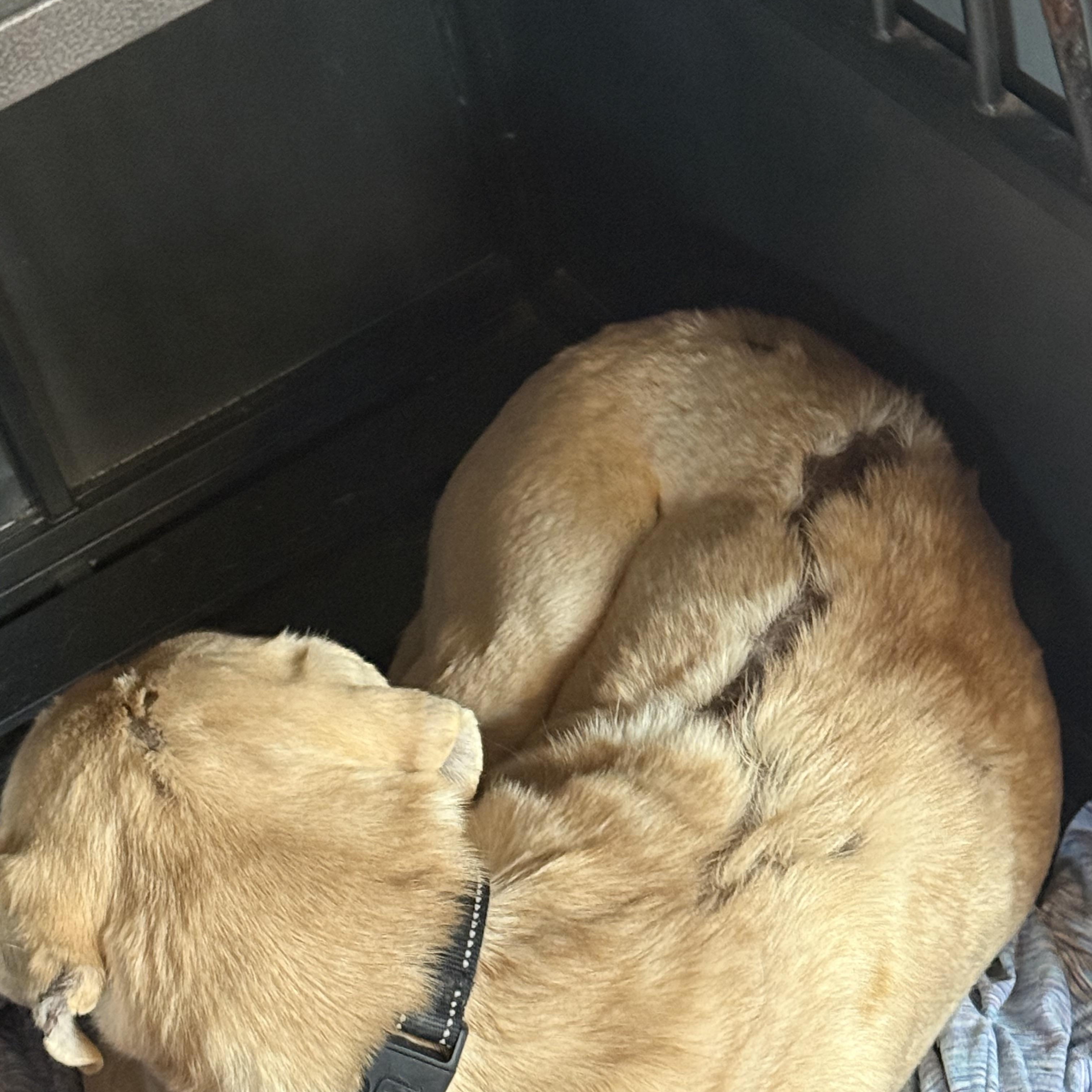 Enlarge Bubby, a ADOPTABLE mixed breed in Bakersville, NC image 2/5