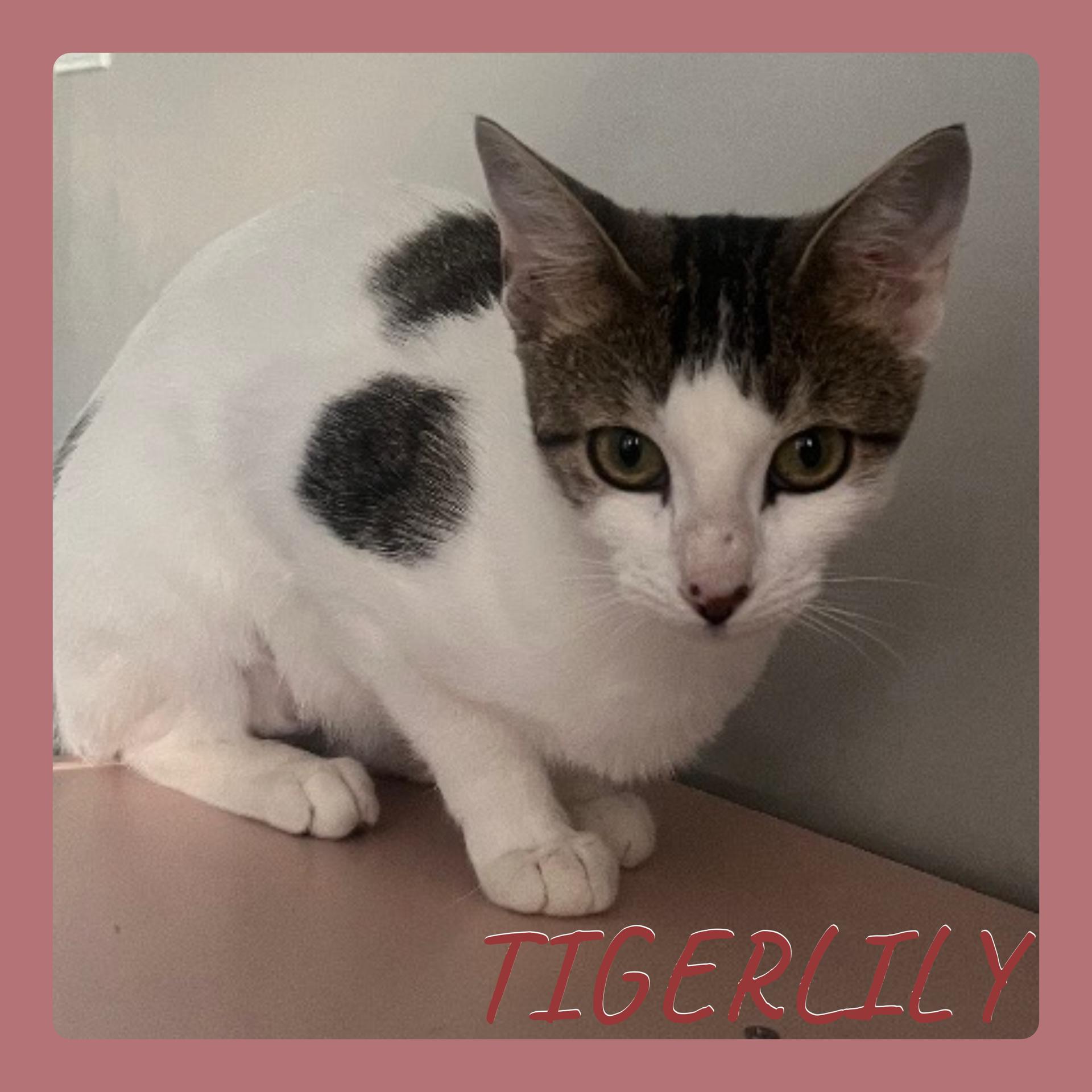 TIGERLILY, an adoptable Tabby in Lawton, OK, 73505 | Photo Image 1