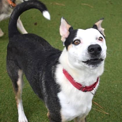 Scram, ADOPTABLE, Adult Male Australian Shepherd.