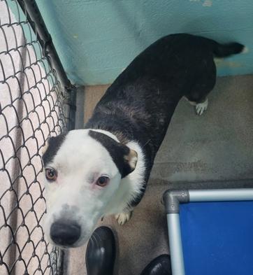 Enlarge Scram, a ADOPTABLE mixed breed in Flagstaff, AZ image 3/3