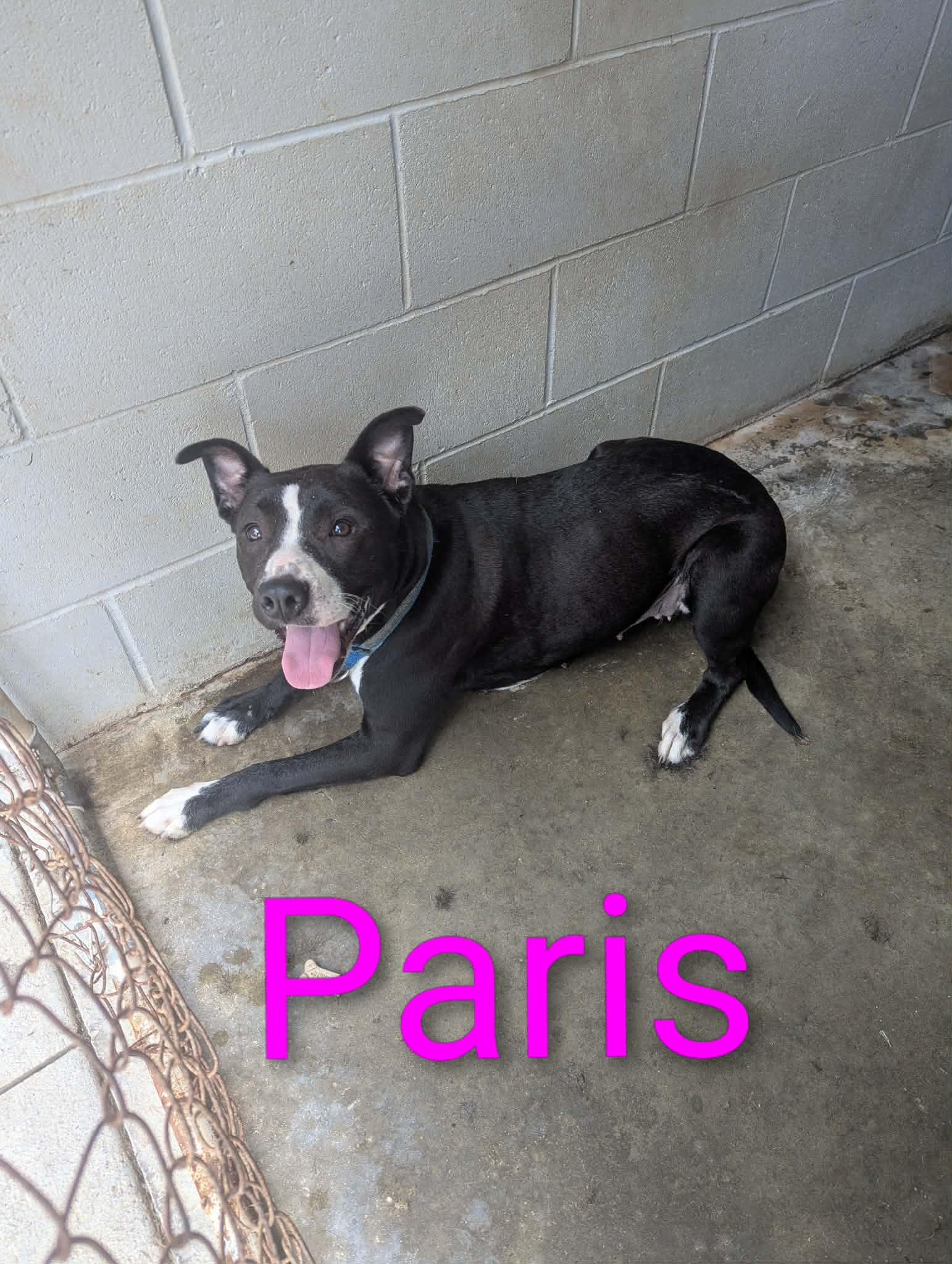 Paris, ADOPTABLE, Young Female Pit Bull Terrier.