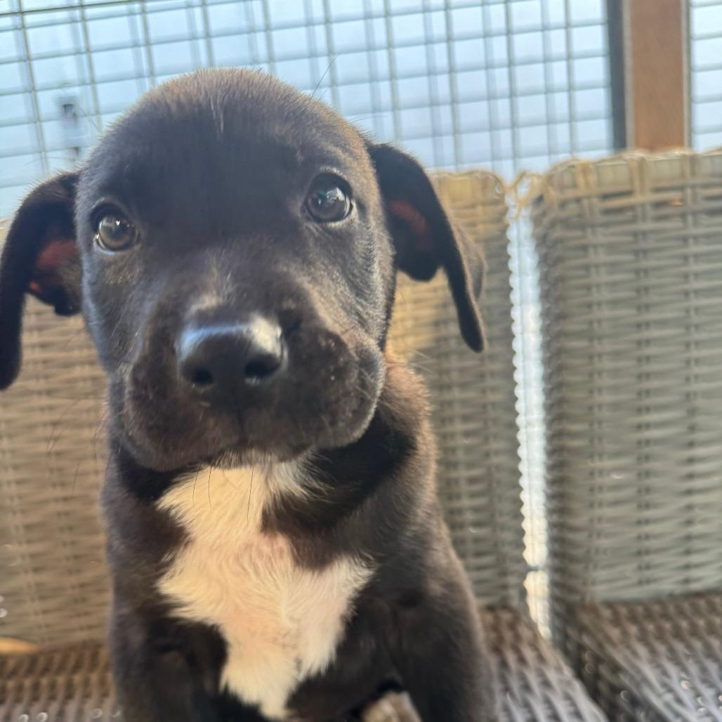 Oliver, Adoptable, Puppy Male Border Collie & Black Labrador Retriever.