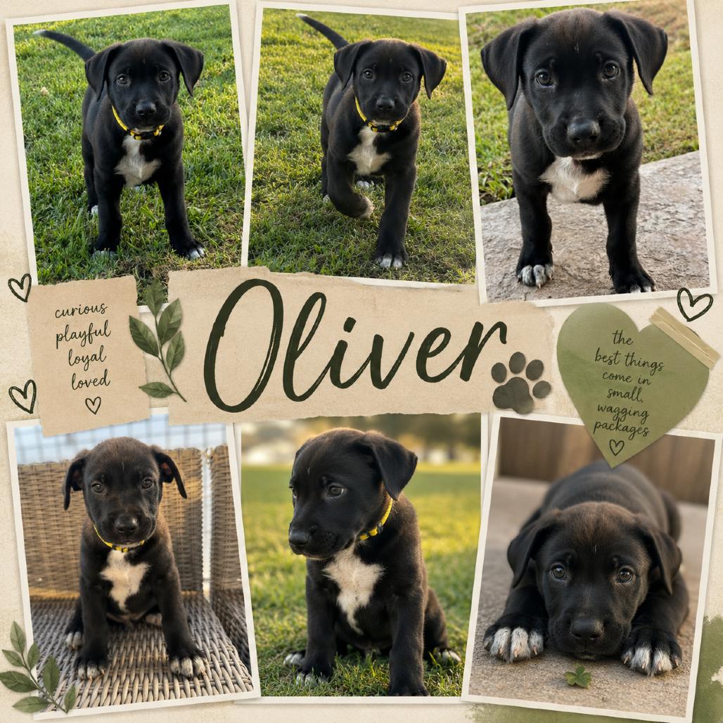 Enlarge Oliver, a Adoptable mixed breed in Sacramento, CA image 2/3