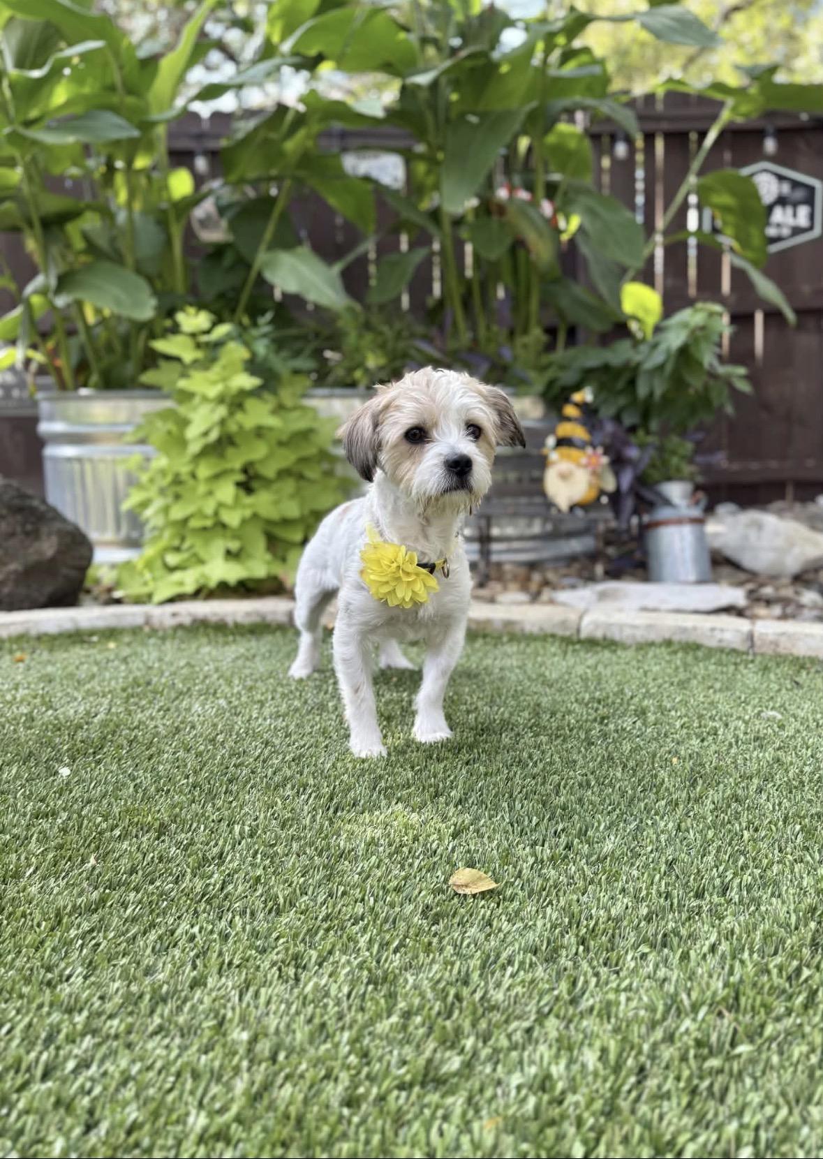 Enlarge Charlie, a Adoptable Shih Tzu in Portland, OR image 4/5