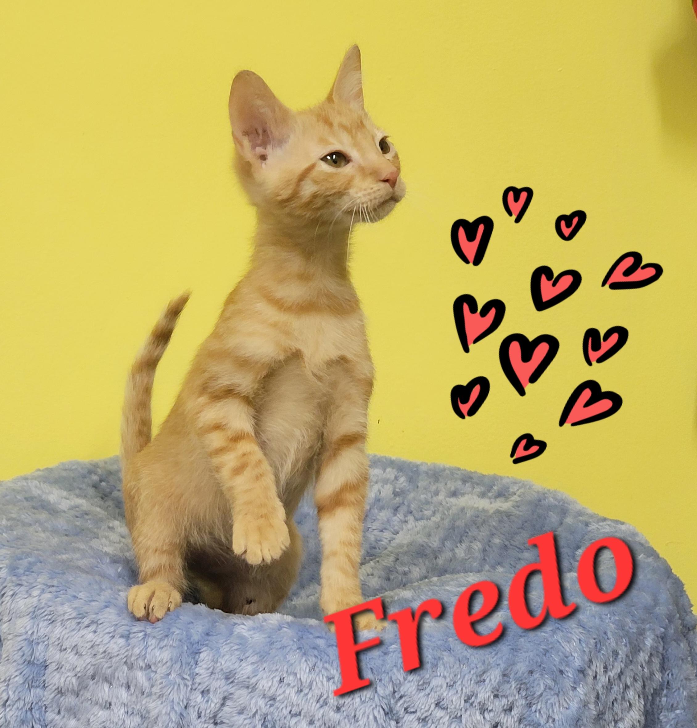 Enlarge Fredo, a ADOPTABLE Domestic Short Hair in Memphis, TN image 1/1