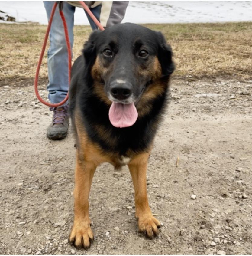Caraway, a ADOPTABLE mixed breed in Terre Haute, IN image 2/2