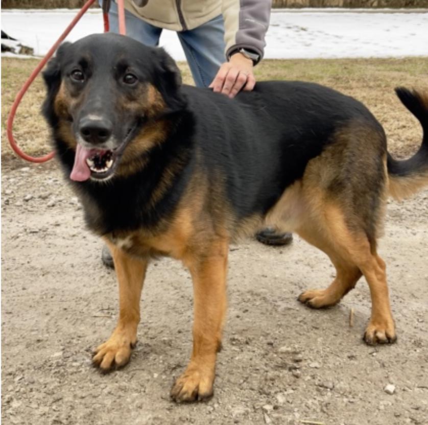 Caraway, a ADOPTABLE mixed breed in Terre Haute, IN image 1/2