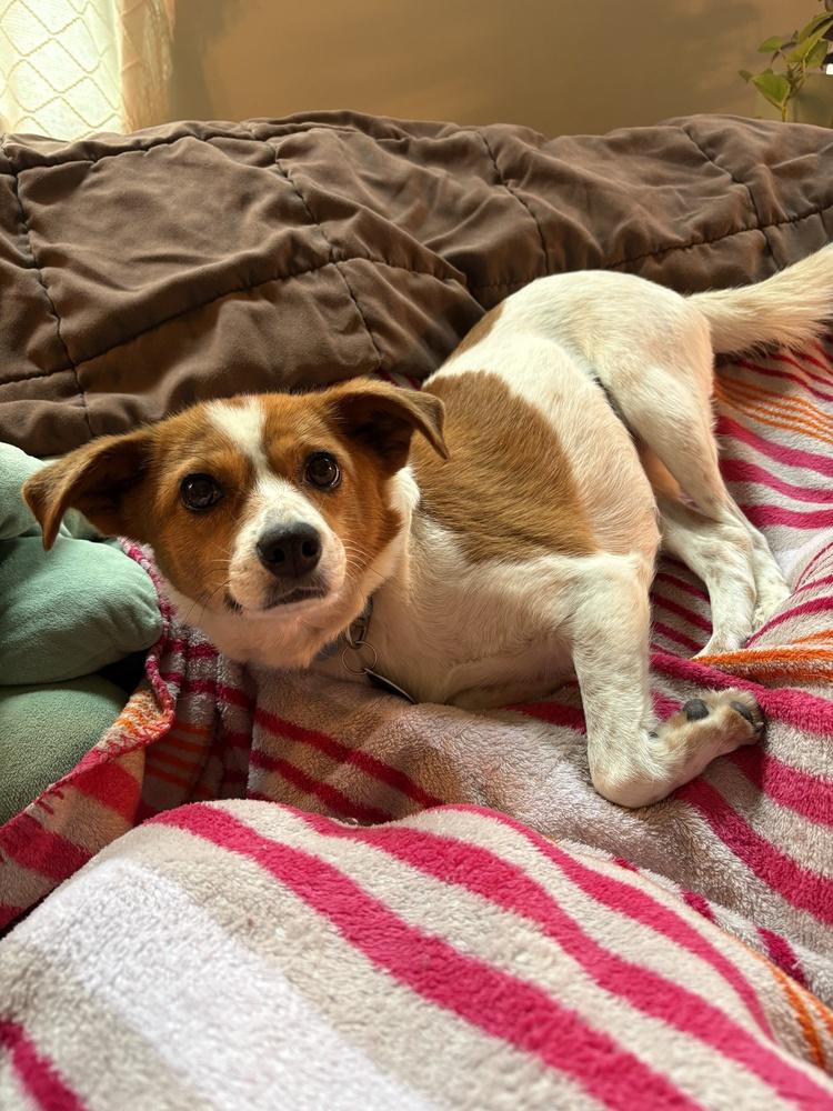 Freya, a Adoptable mixed breed in Manhattan, NY image 1/3