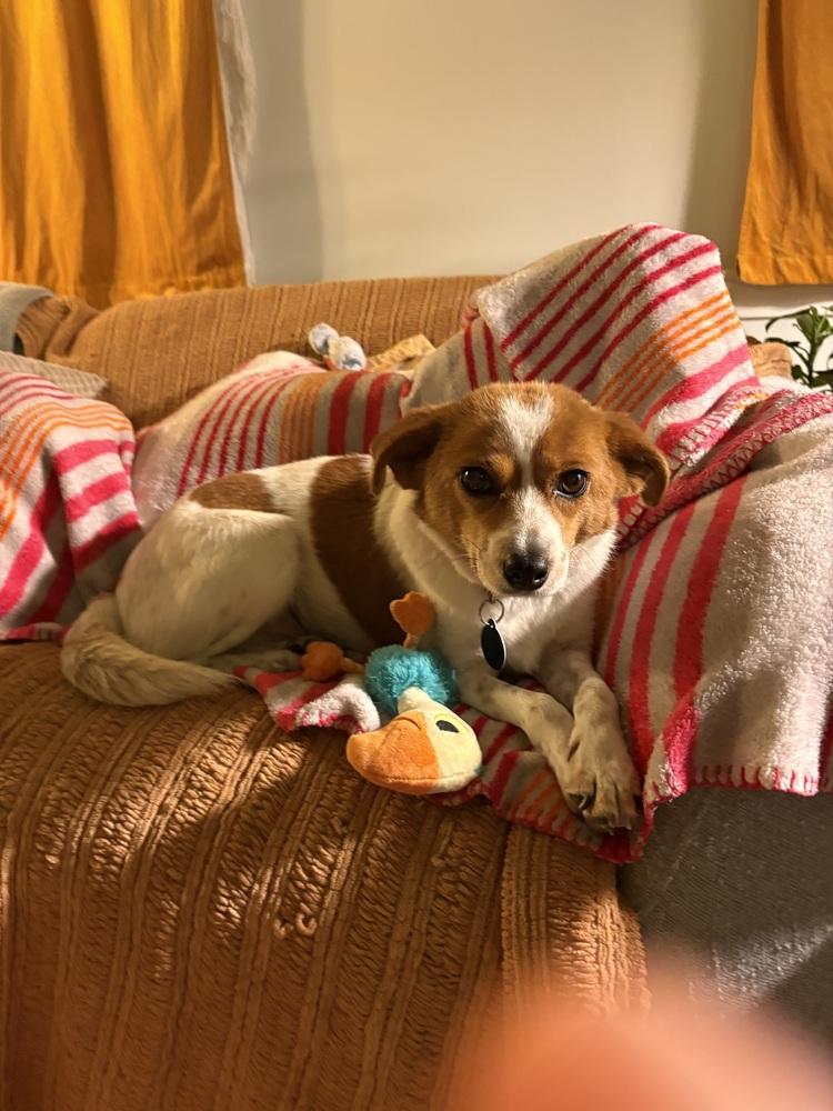 Freya, a Adoptable mixed breed in Manhattan, NY image 2/3