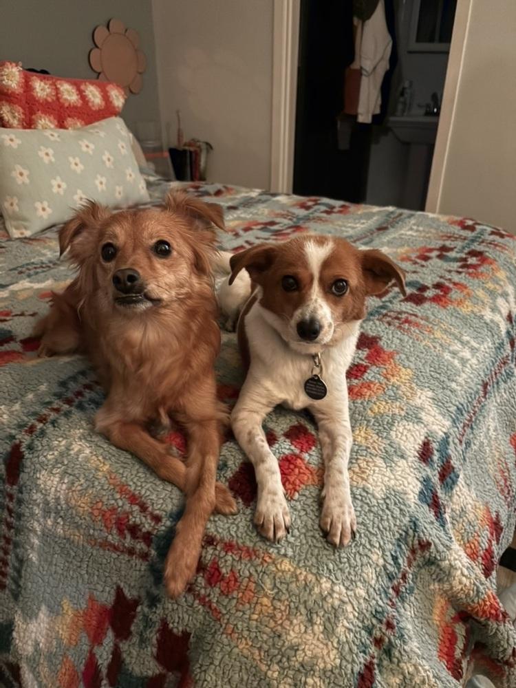 Freya, a Adoptable mixed breed in Manhattan, NY image 3/3