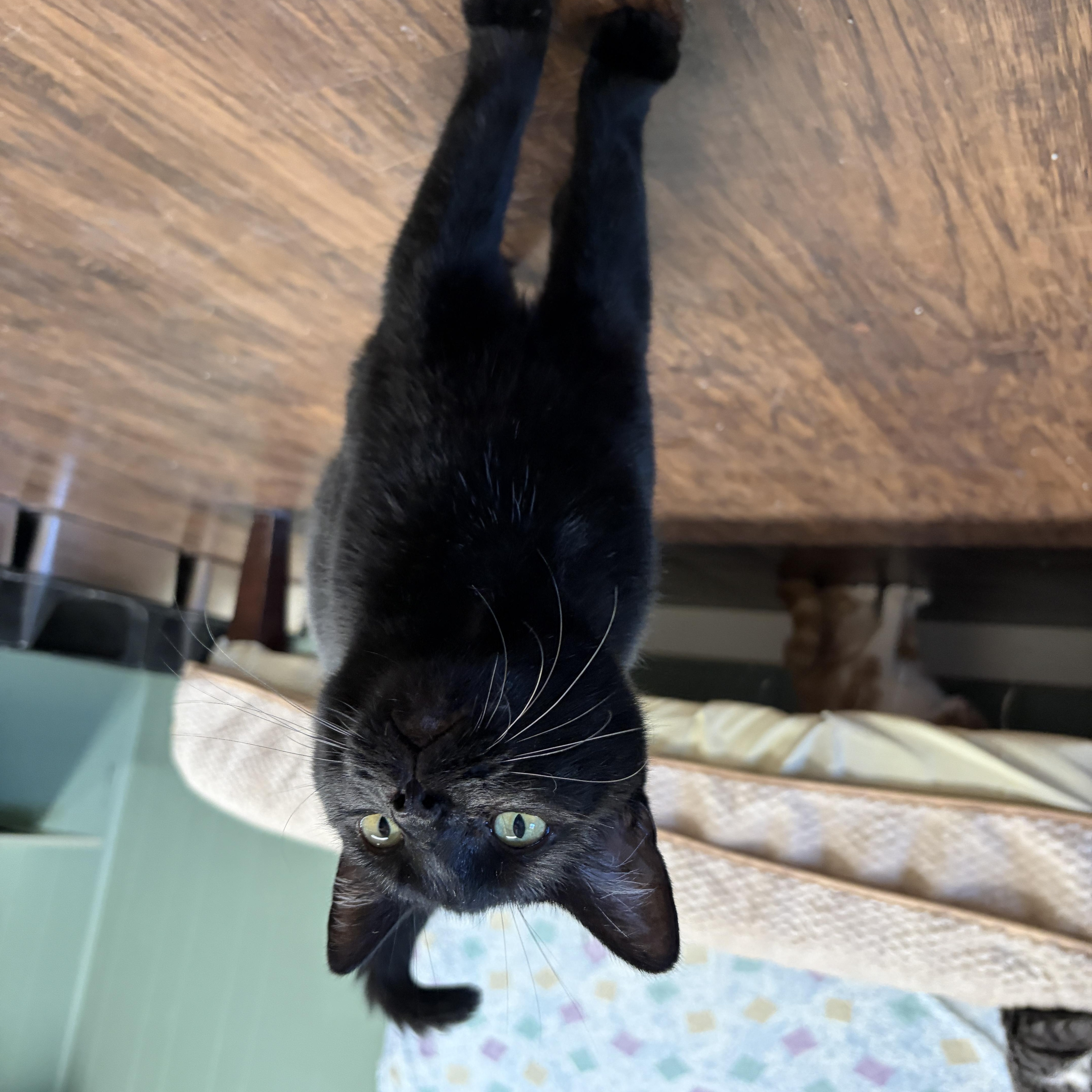 Enlarge Brynlee, a Adoptable Domestic Short Hair in Perry, GA image 2/2