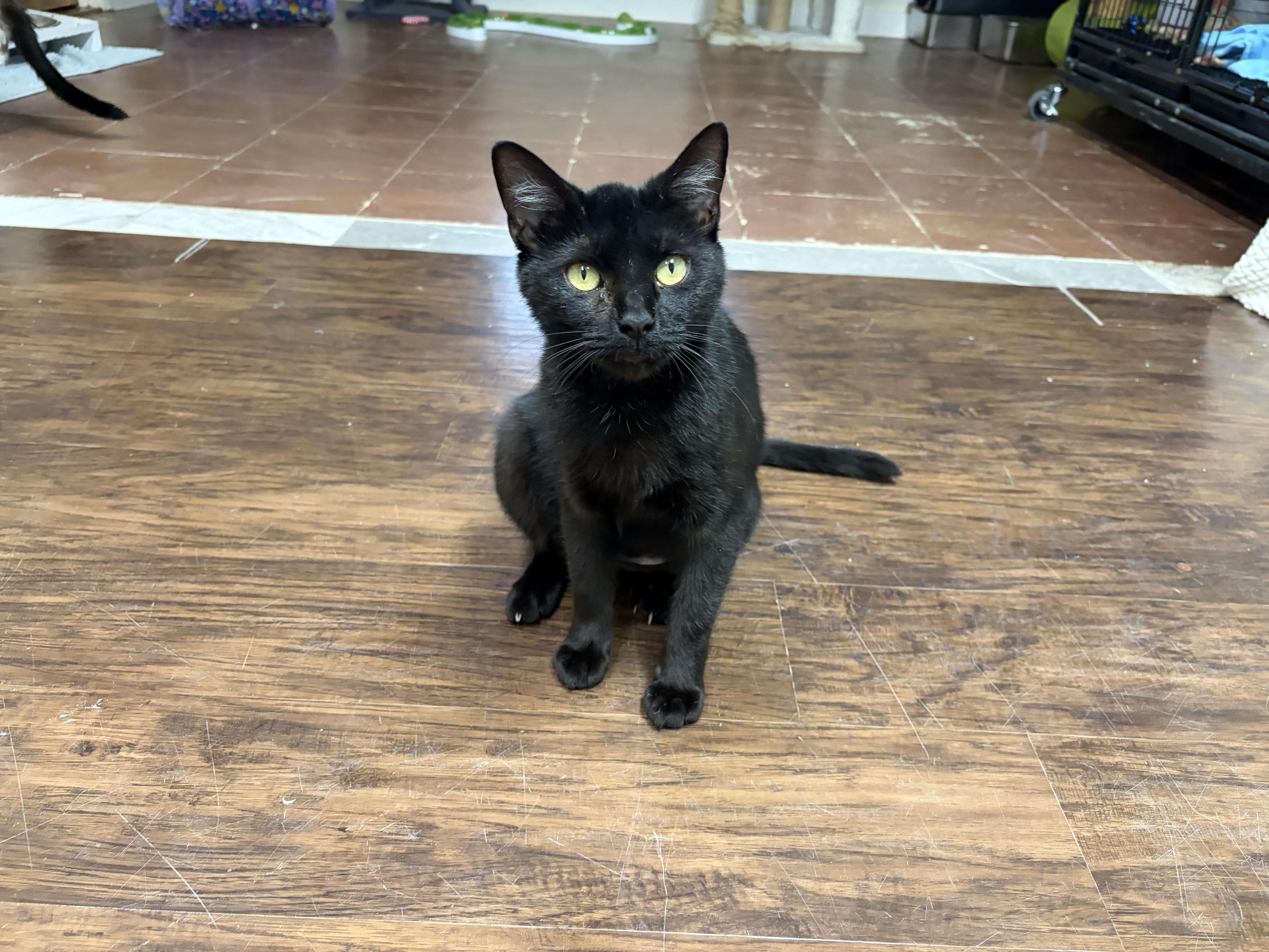 Enlarge Brynlee, a ADOPTABLE Domestic Short Hair in Perry, GA image 1/1