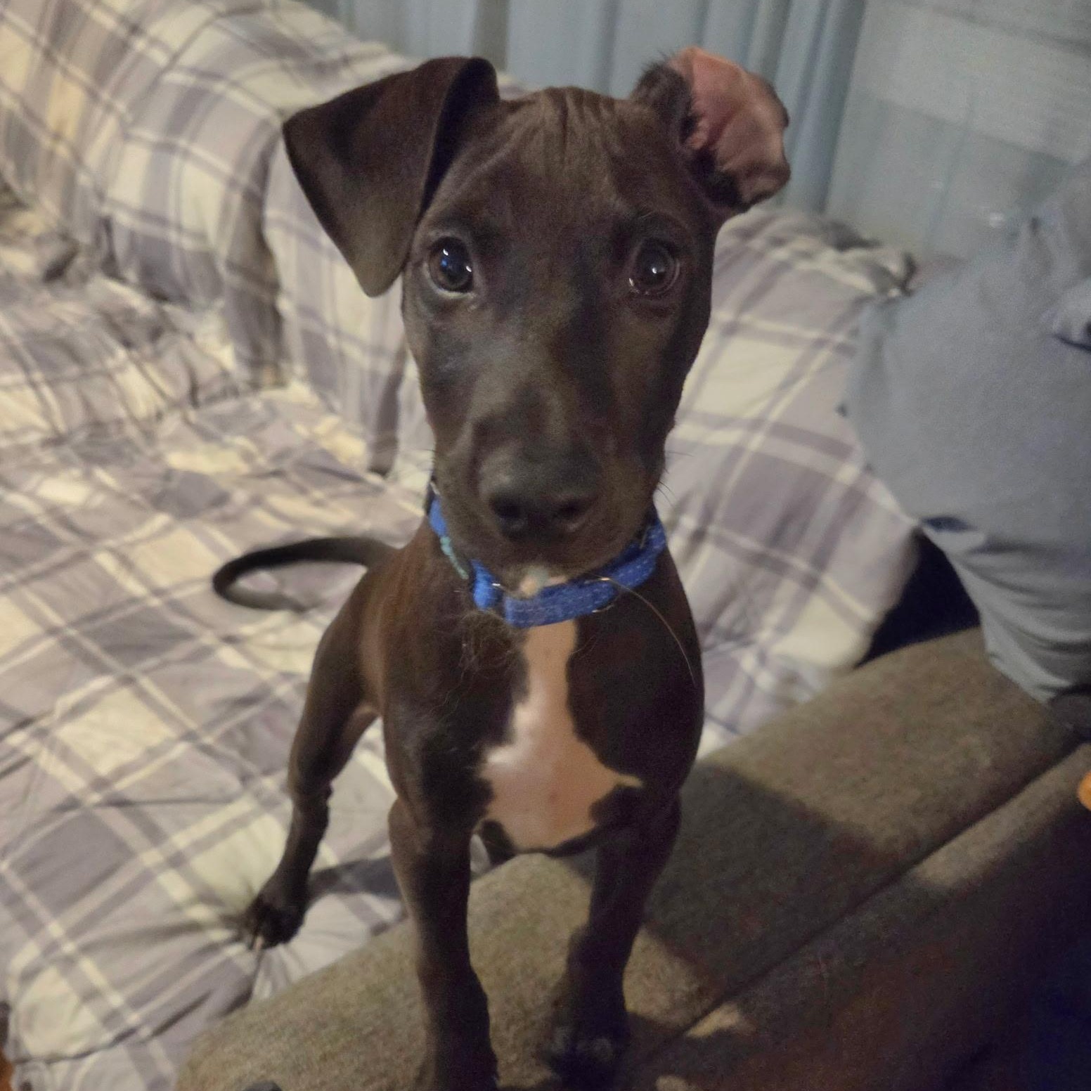 Enlarge Apapane, a Adoptable mixed breed in South Plainfield, NJ image 1/6