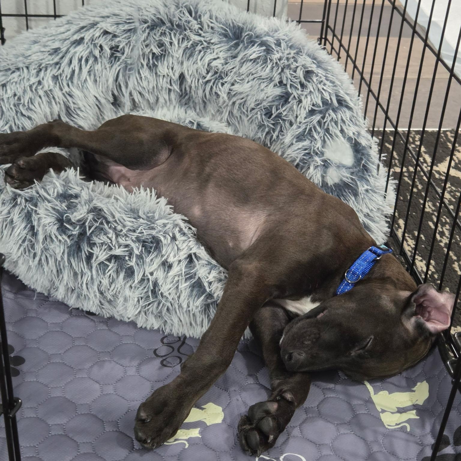 Enlarge Apapane, a Adoptable mixed breed in South Plainfield, NJ image 6/6