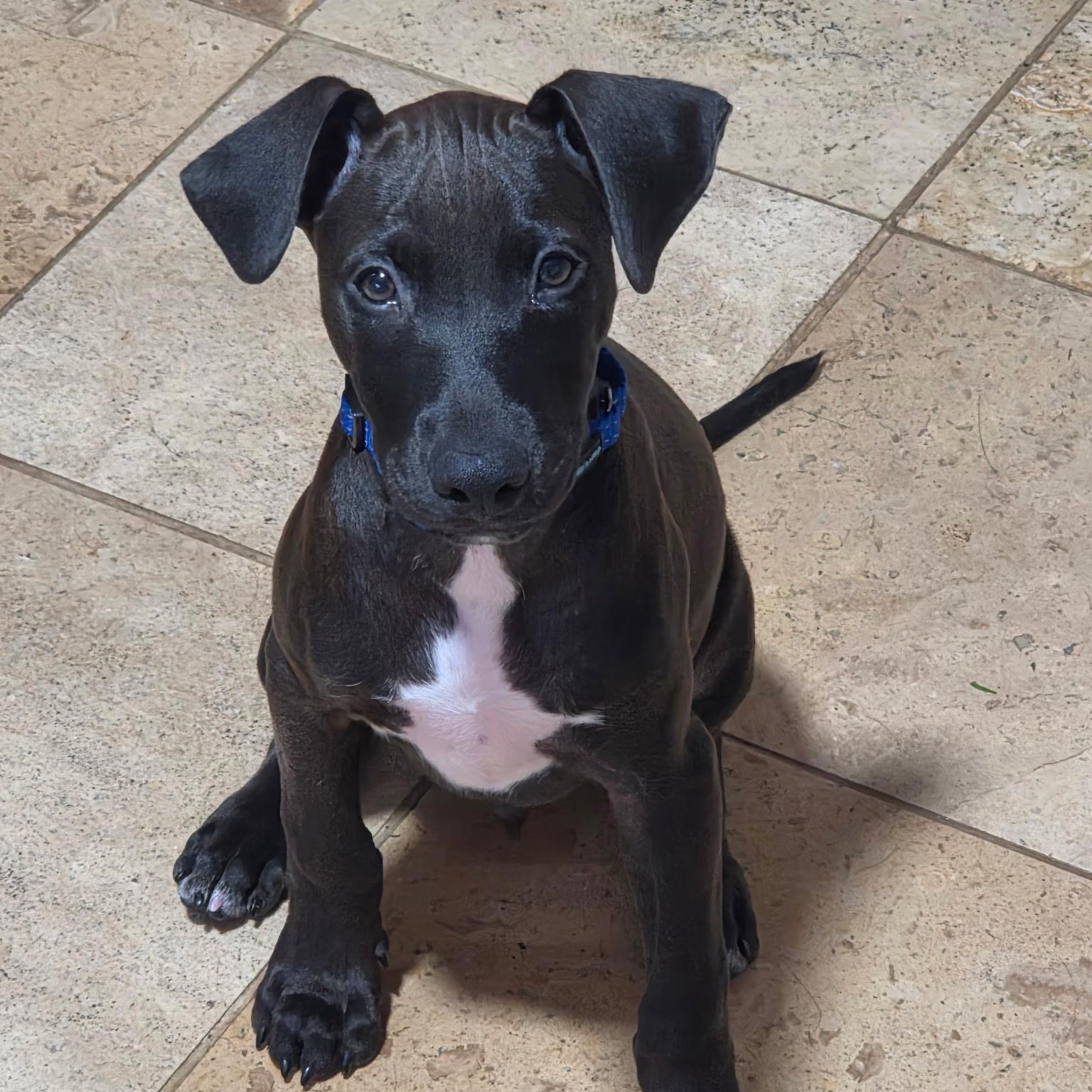 Enlarge Apapane, a Adoptable mixed breed in South Plainfield, NJ image 4/6