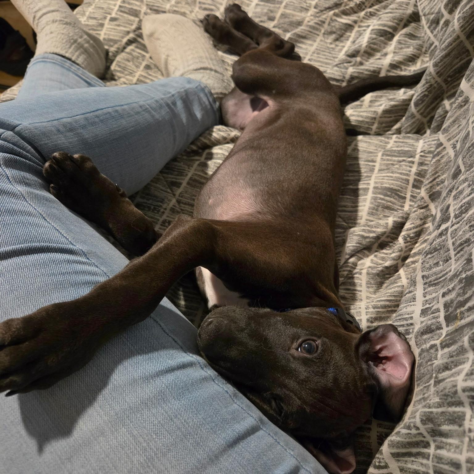 Enlarge Apapane, a Adoptable mixed breed in South Plainfield, NJ image 5/6