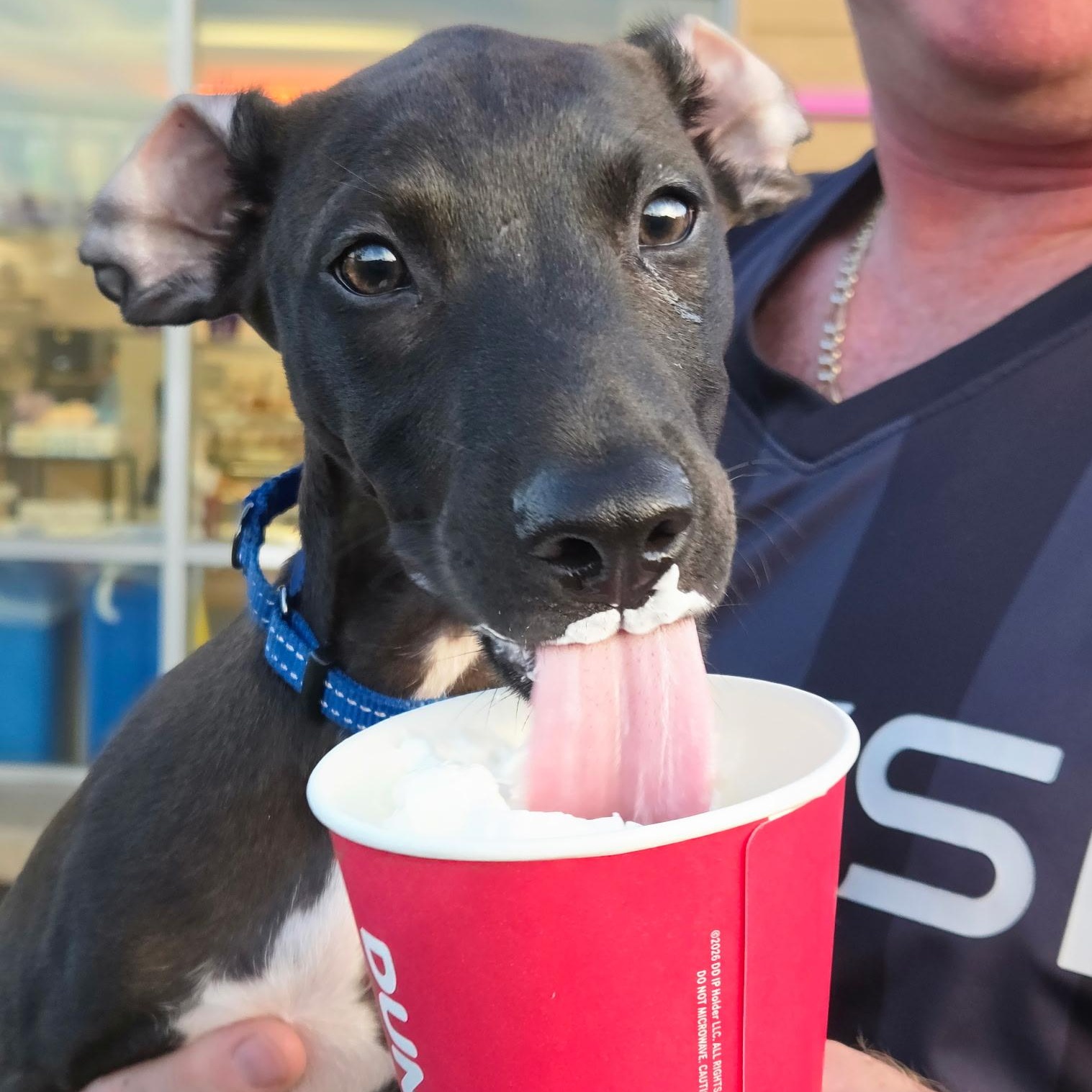 Enlarge Apapane, a Adoptable mixed breed in South Plainfield, NJ image 2/6