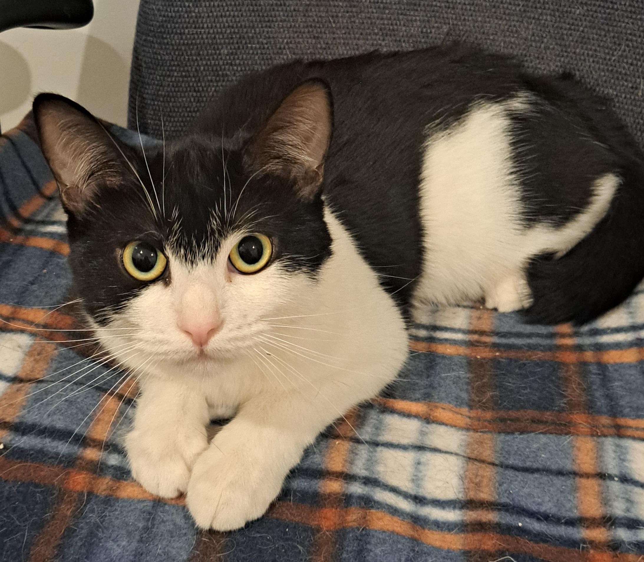 Pansy 7mos, ADOPTABLE, Young Female Tuxedo.