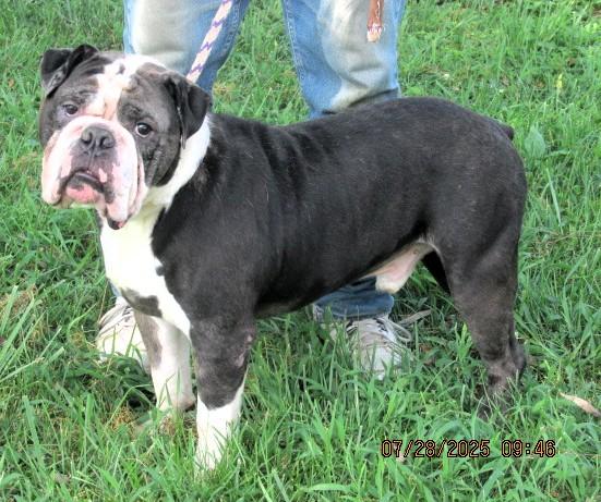 Emmitt