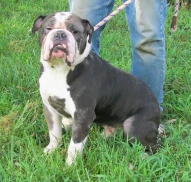 Emmitt