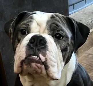 Emmitt, Young Male Bulldog