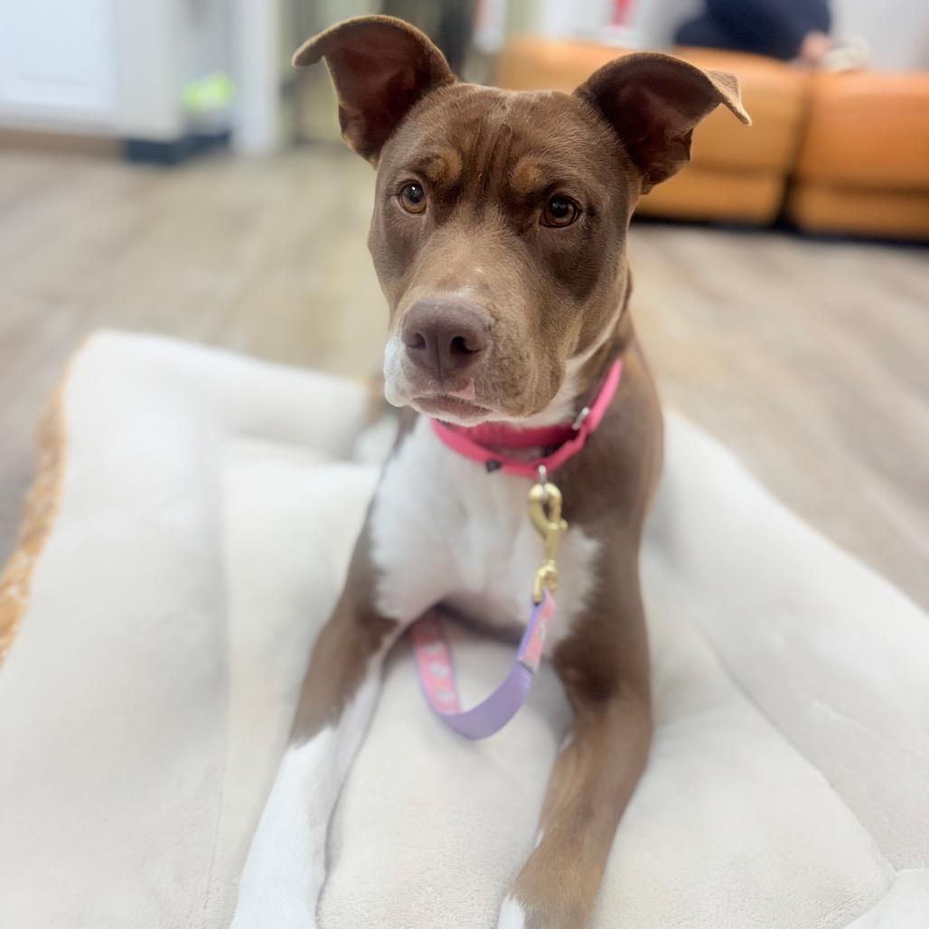 988 (2025) Mama Pepita, Adoptable, Adult Female Pit Bull Terrier.