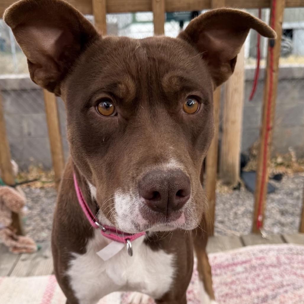 Enlarge 988 (2025) Mama Pepita, a Adoptable Pit Bull Terrier in Parker, CO image 2/6
