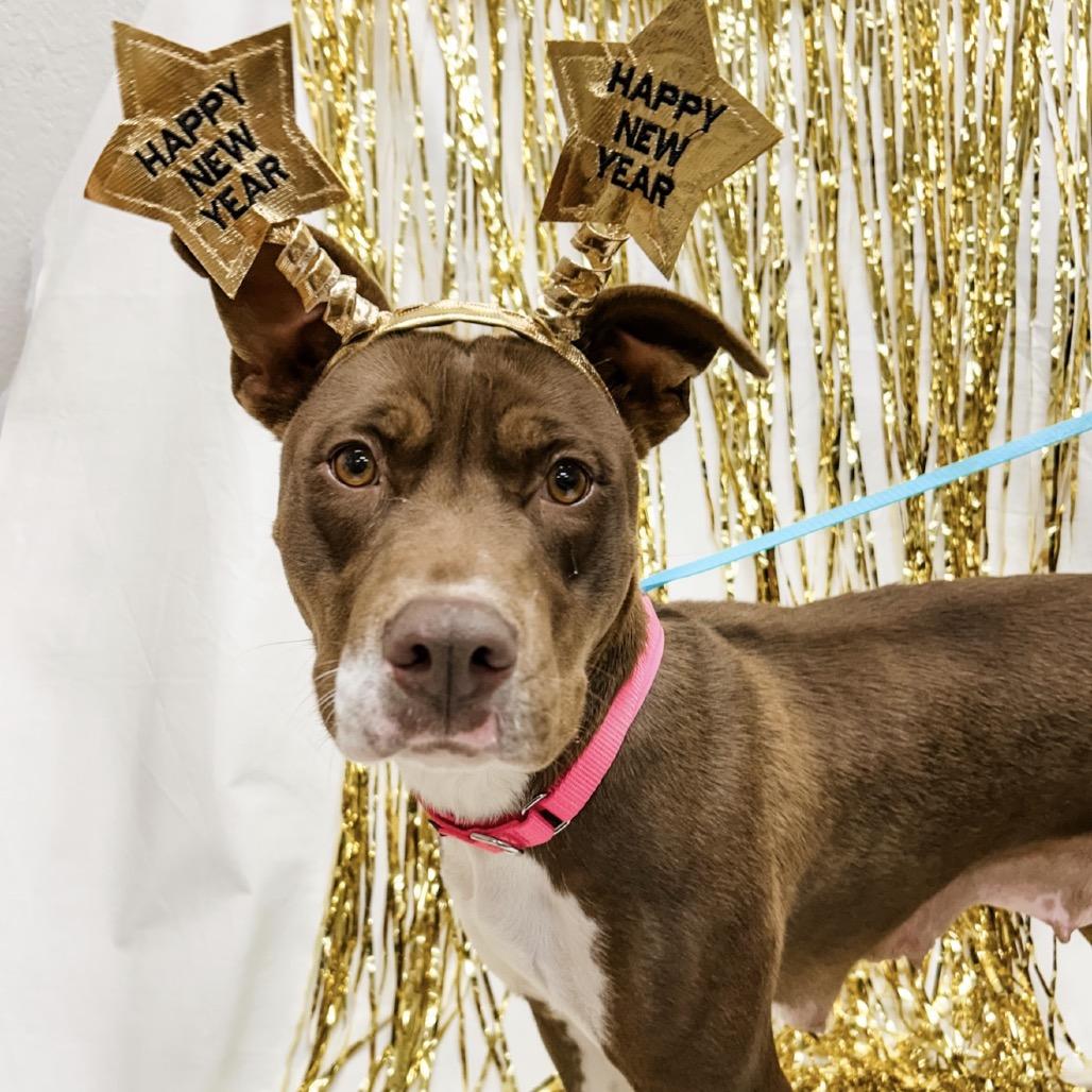 Enlarge 988 (2025) Mama Pepita, a Adoptable Pit Bull Terrier in Parker, CO image 4/6