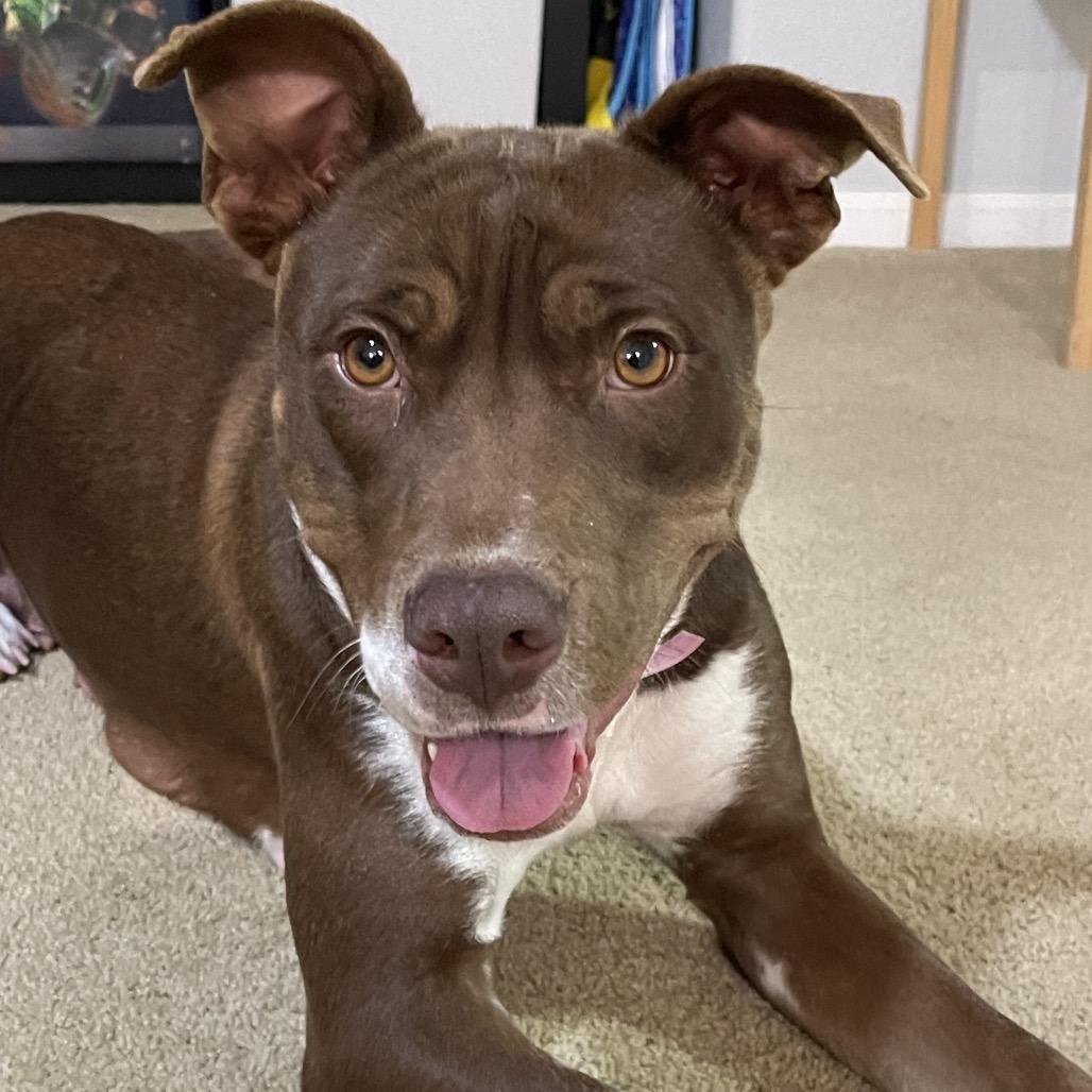 Enlarge 988 (2025) Mama Pepita, a Adoptable Pit Bull Terrier in Parker, CO image 5/6