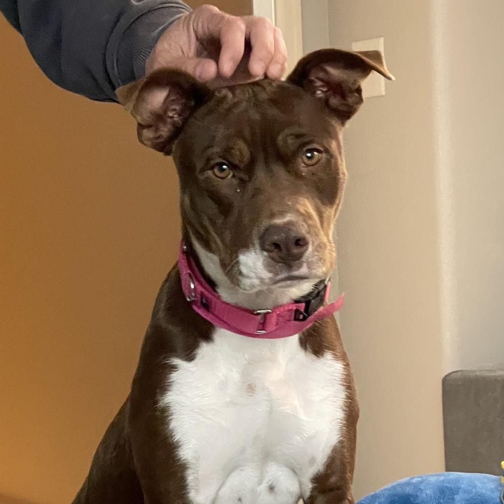 Enlarge 988 (2025) Mama Pepita, a Adoptable Pit Bull Terrier in Parker, CO image 6/6