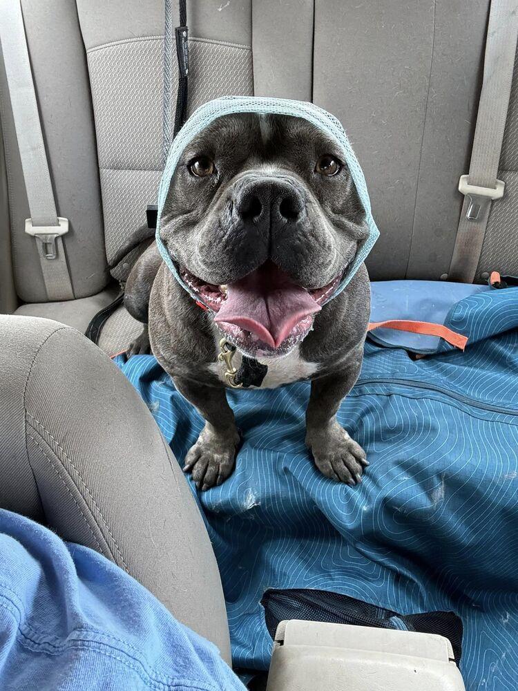 Enlarge Gloria, a Adoptable Pit Bull Terrier in Albuquerque, NM image 1/6